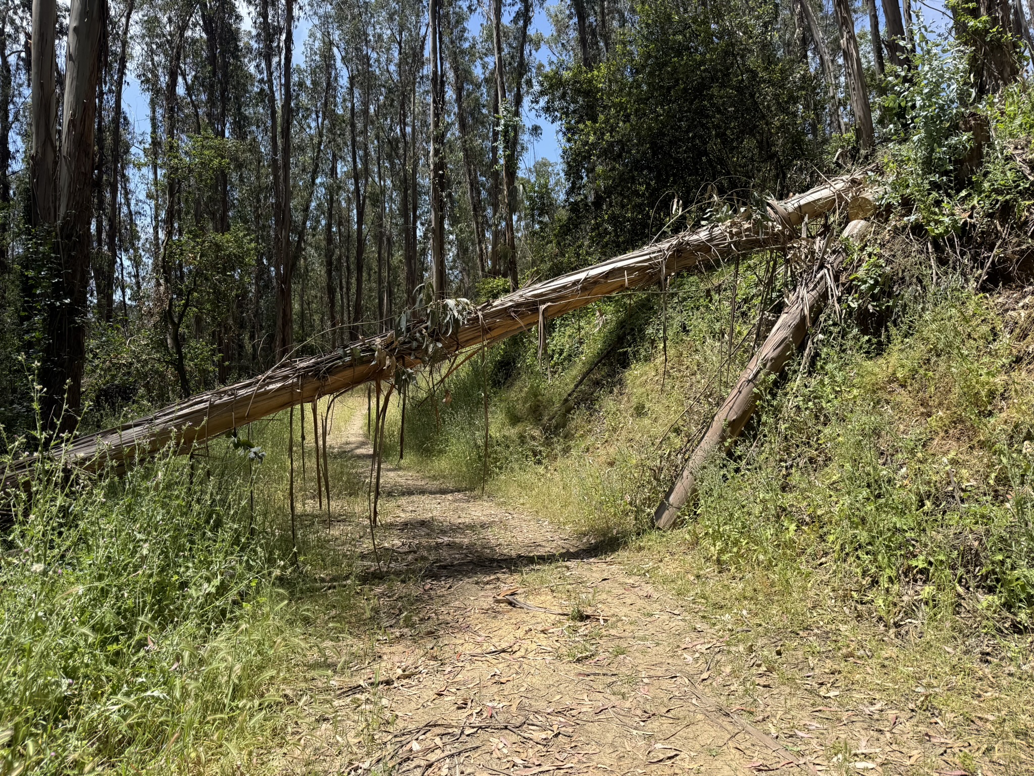 Anthony Chabot Regional Park East