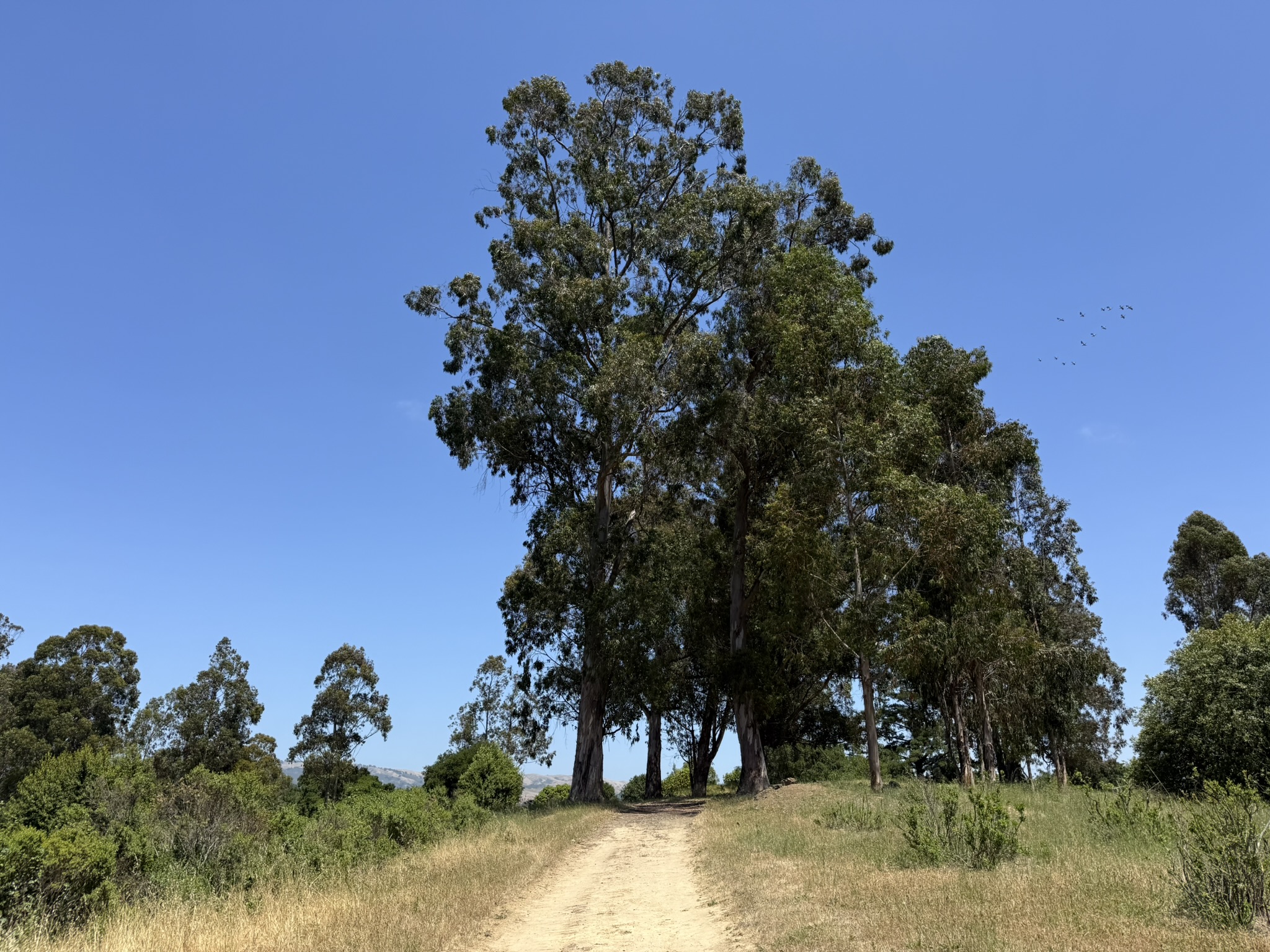 Anthony Chabot Regional Park East
