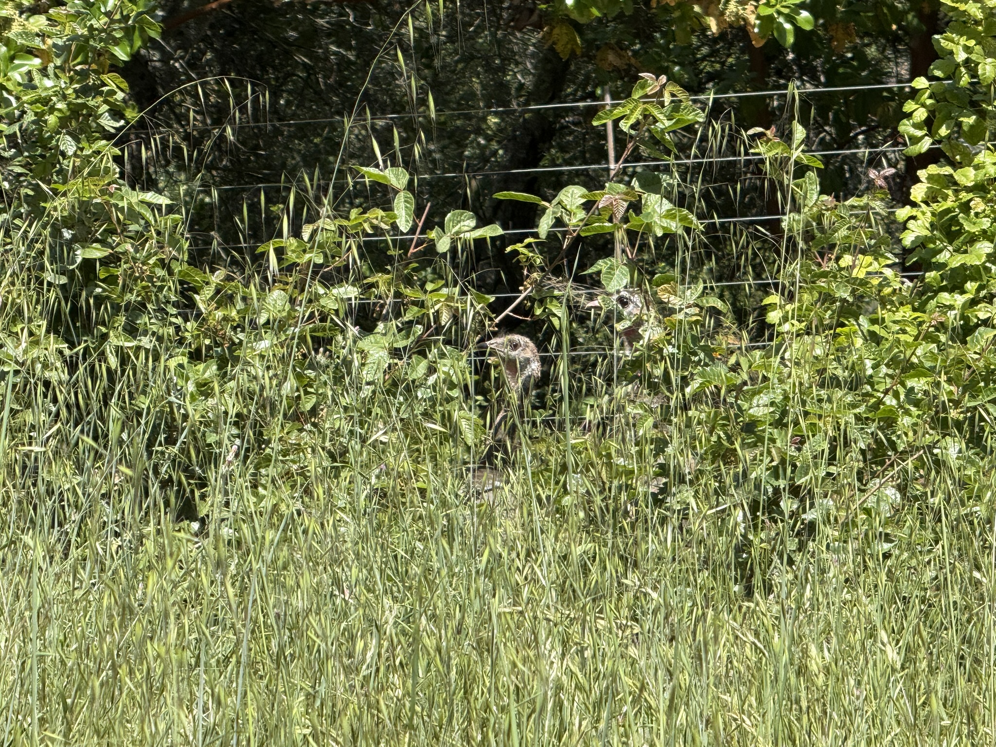 Anthony Chabot Regional Park East