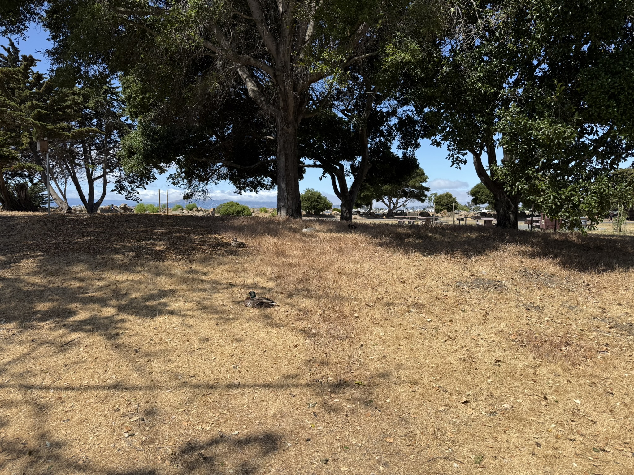 Robert W. Crown Memorial State Beach