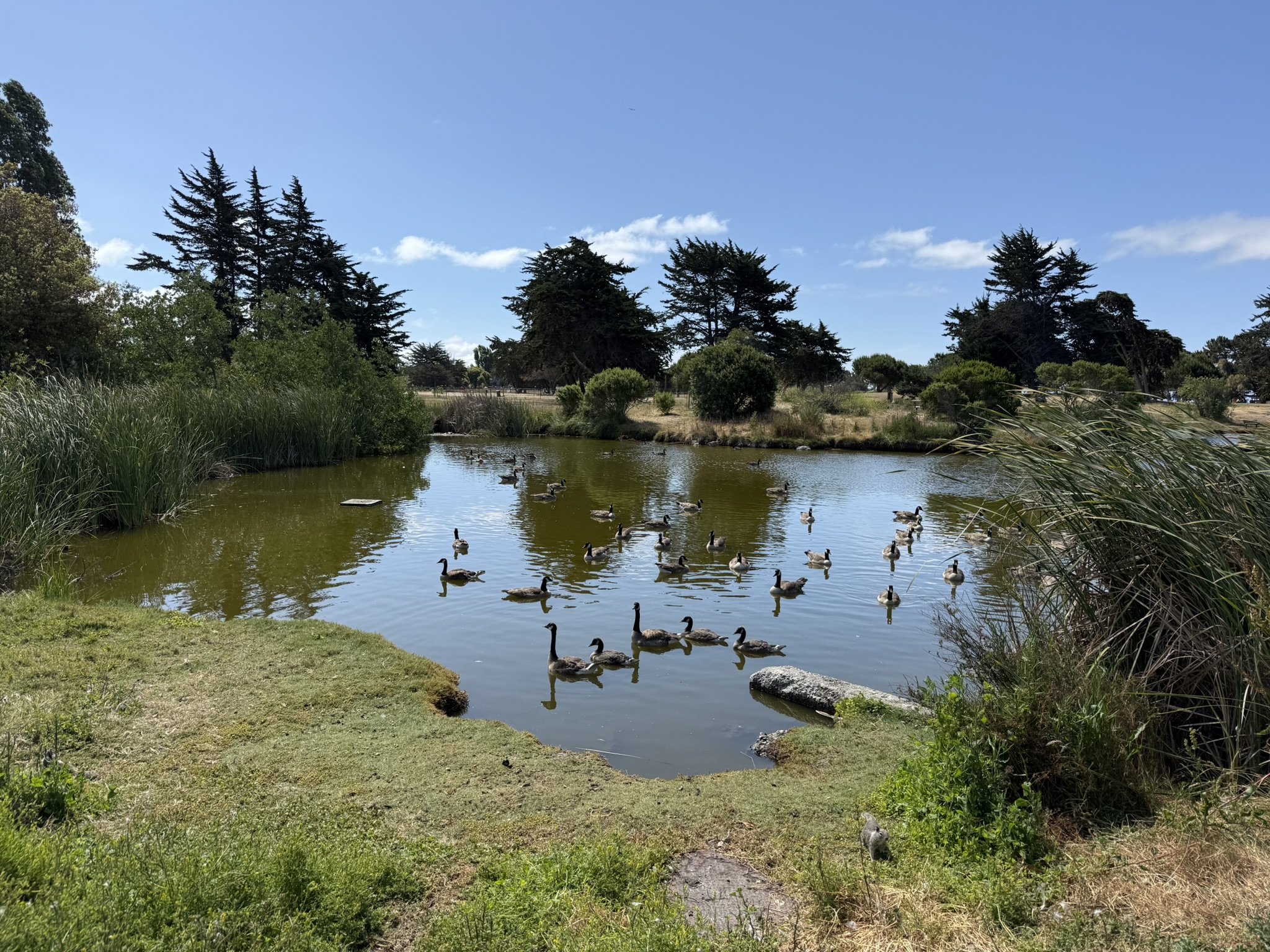 Robert W. Crown Memorial State Beach