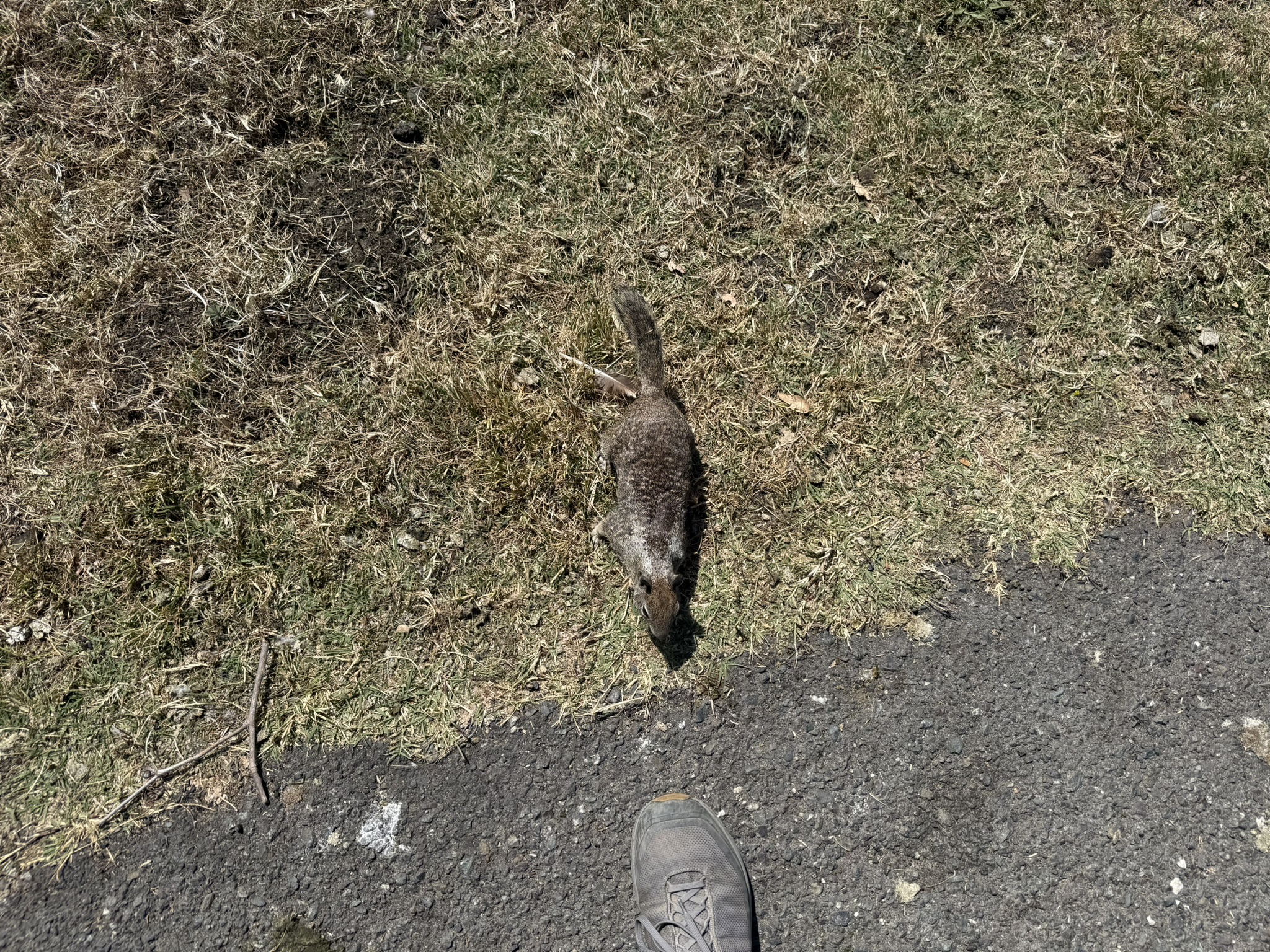 Robert W. Crown Memorial State Beach