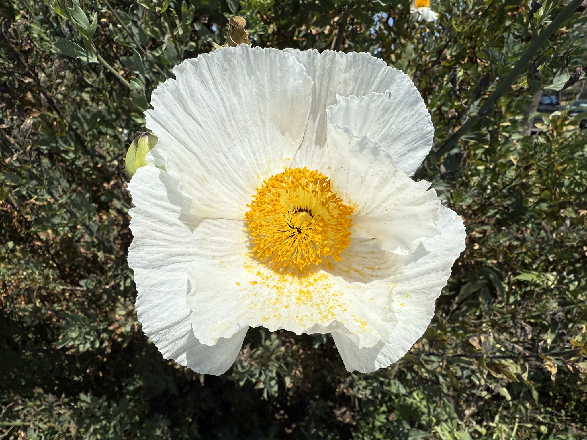 Robert W. Crown Memorial State Beach