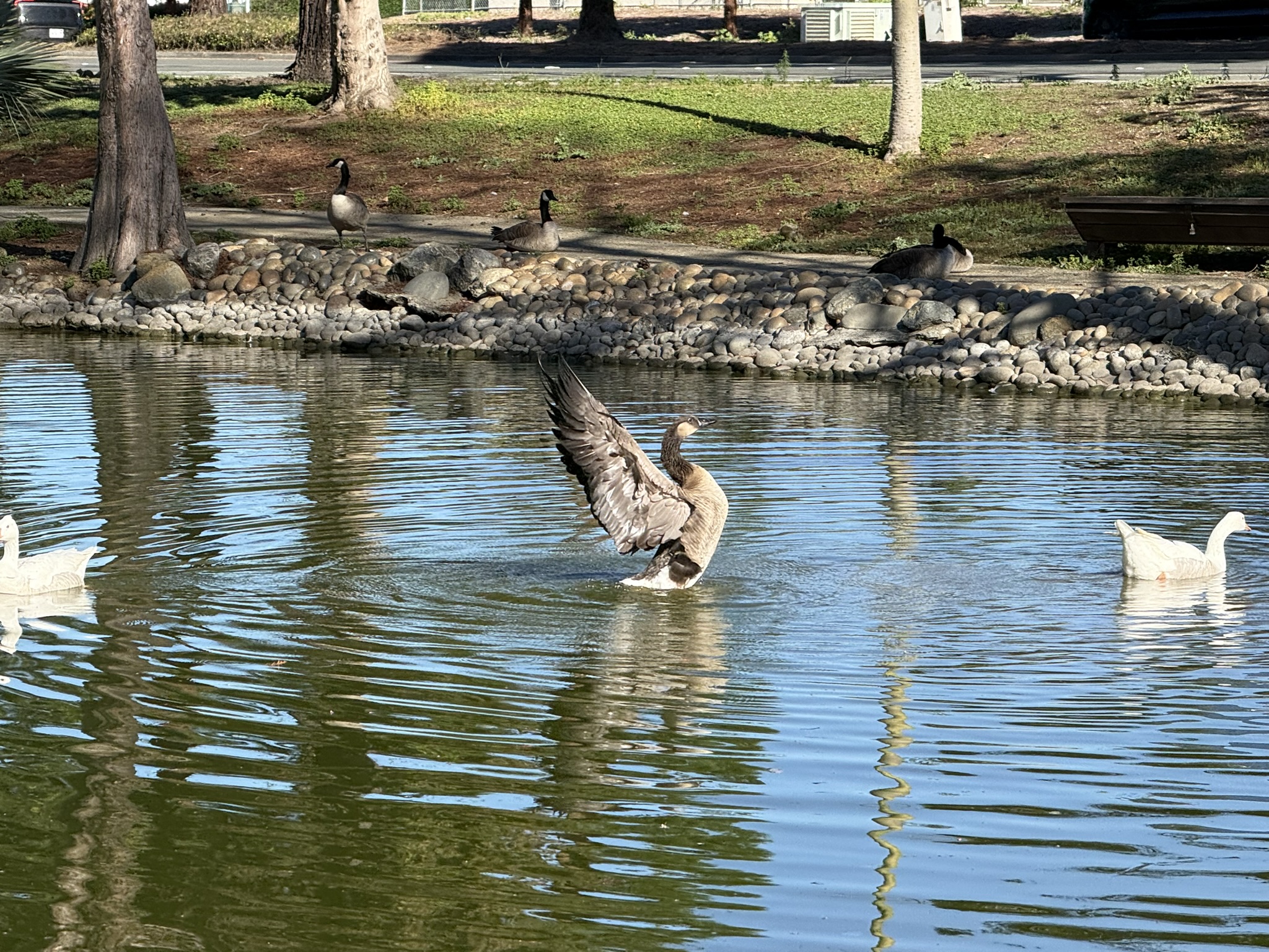 加拿大鹅交配只要 5 秒