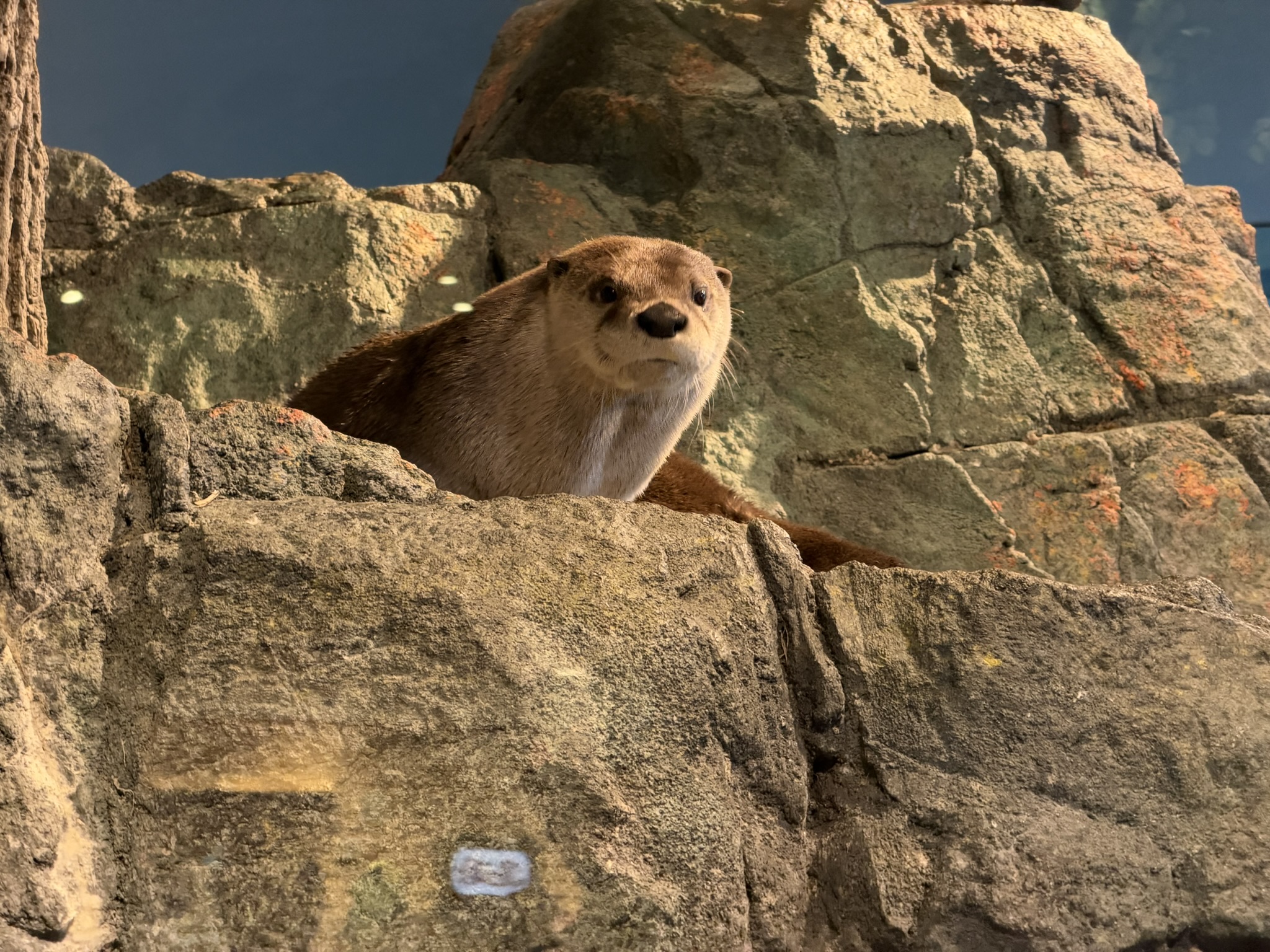 Aquarium of The Bay