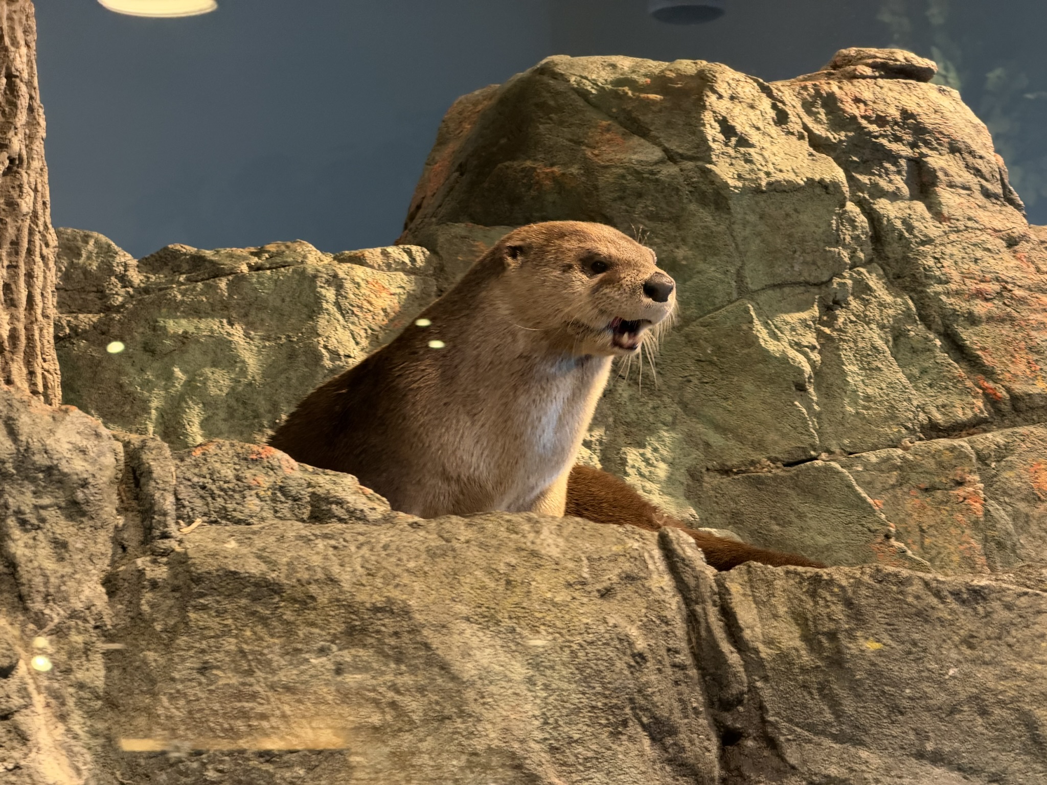 Aquarium of The Bay