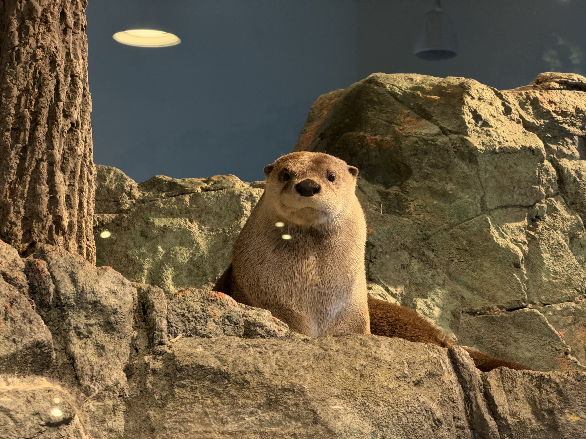Aquarium of The Bay