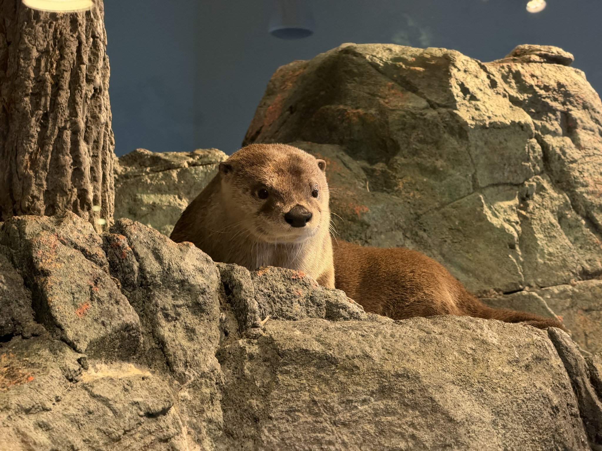 Aquarium of The Bay
