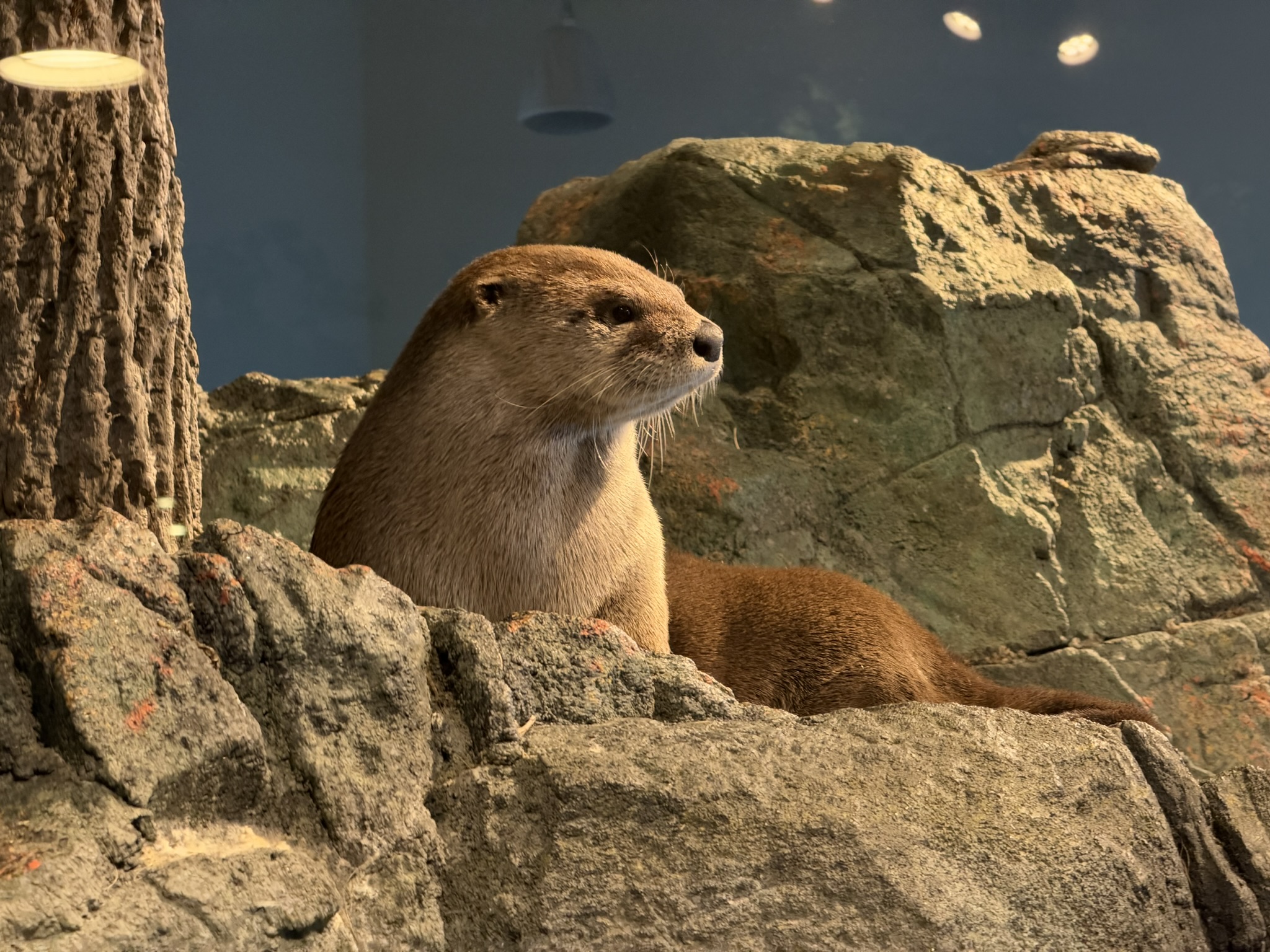Aquarium of The Bay
