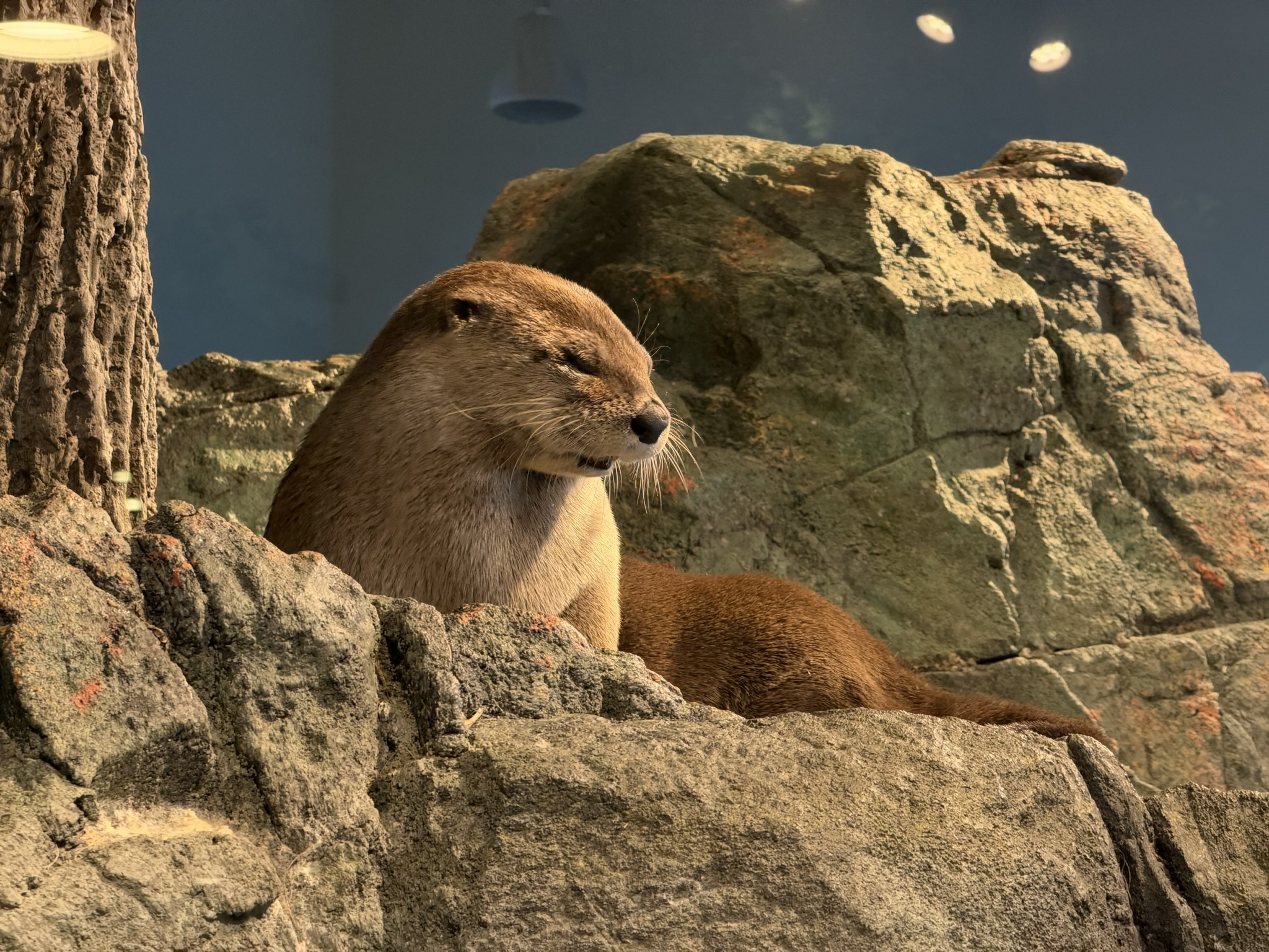 Aquarium of The Bay