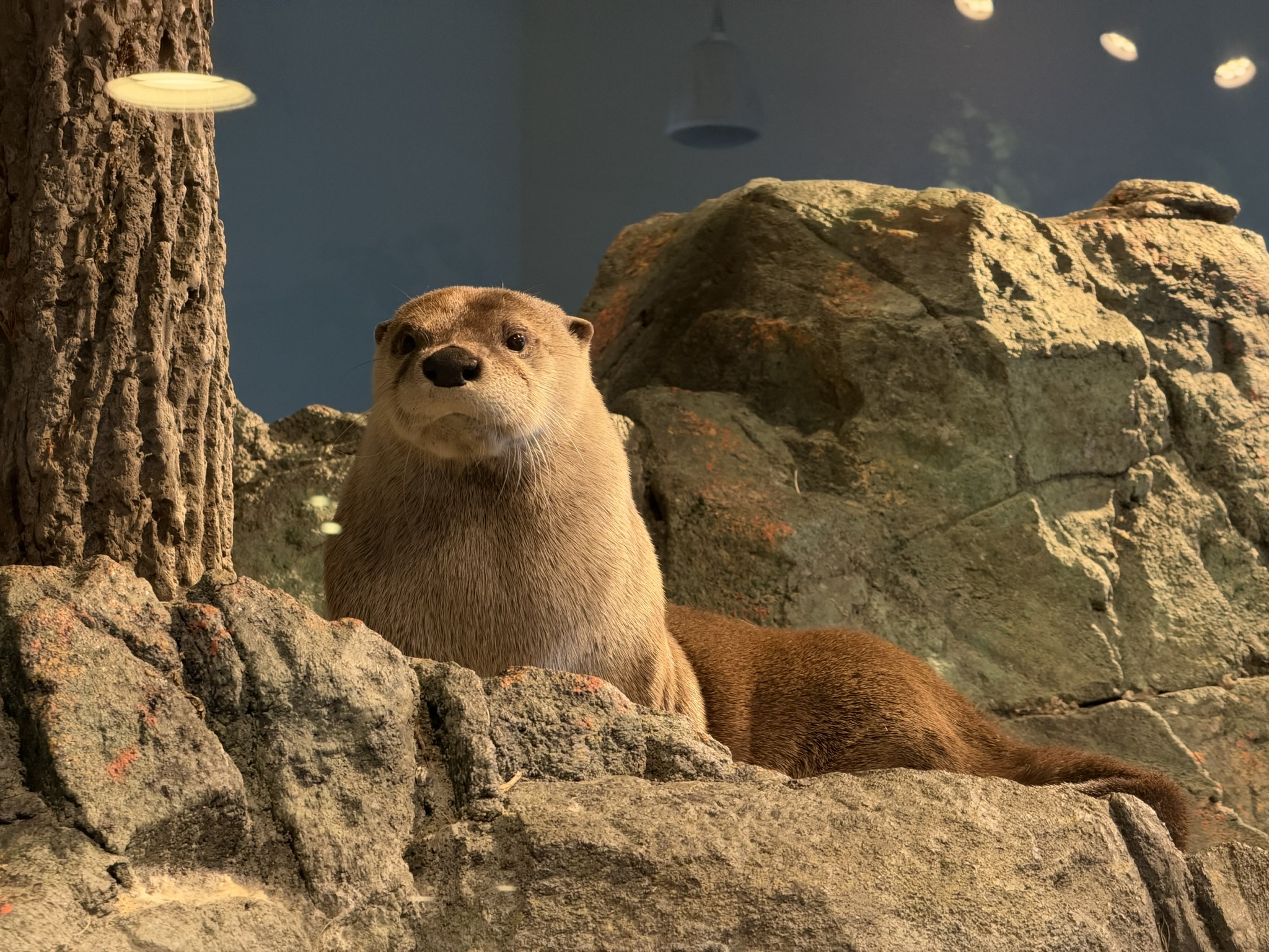 Aquarium of The Bay