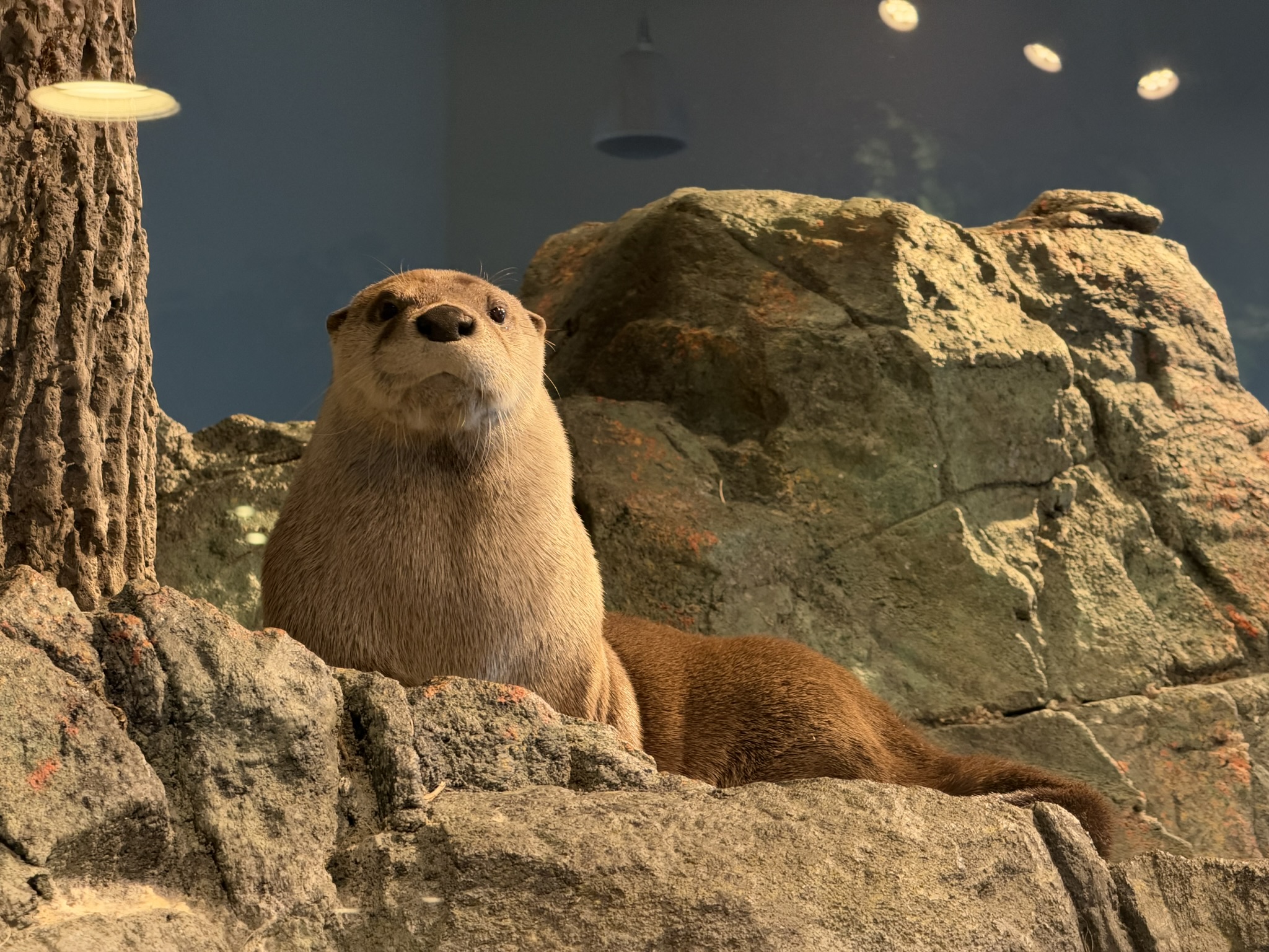 North American River Otter