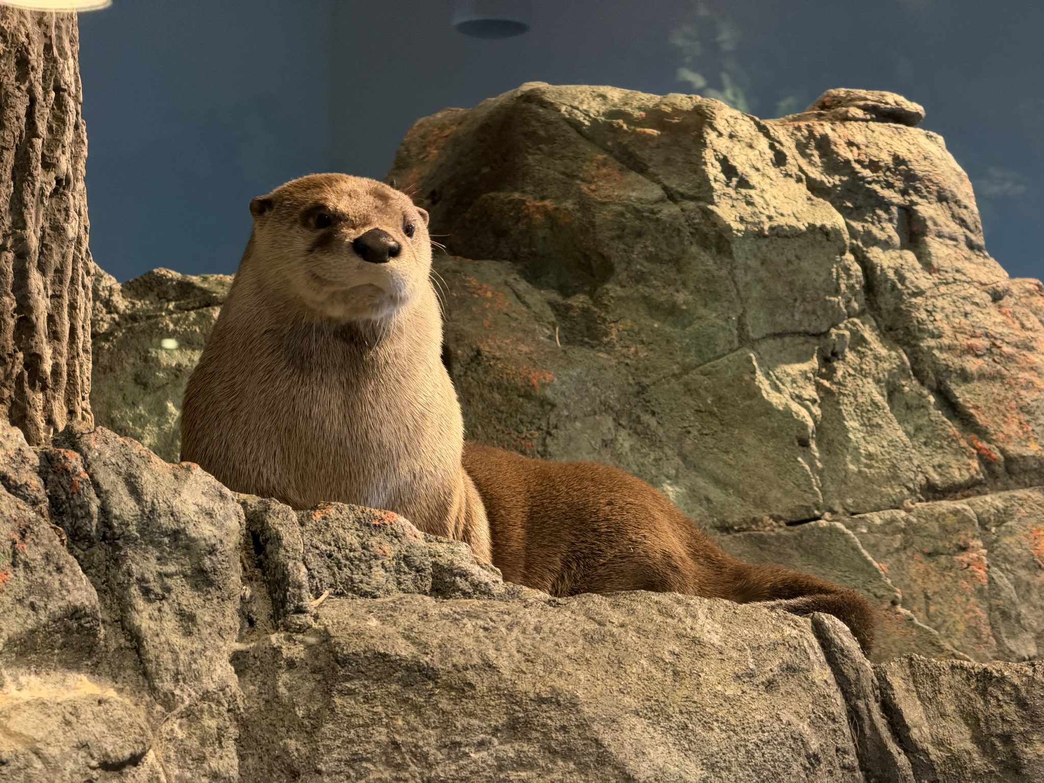 Aquarium of The Bay