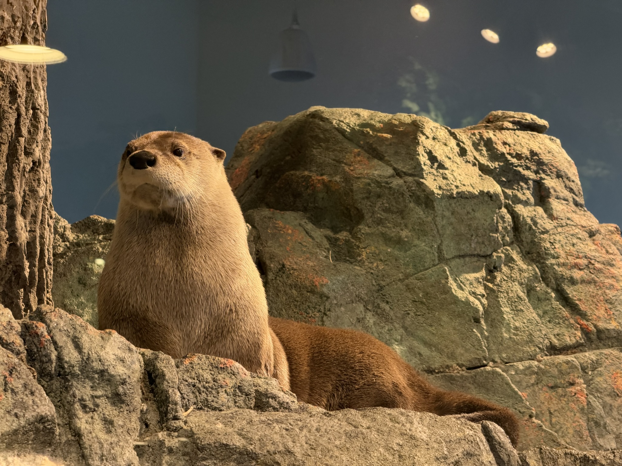 Aquarium of The Bay