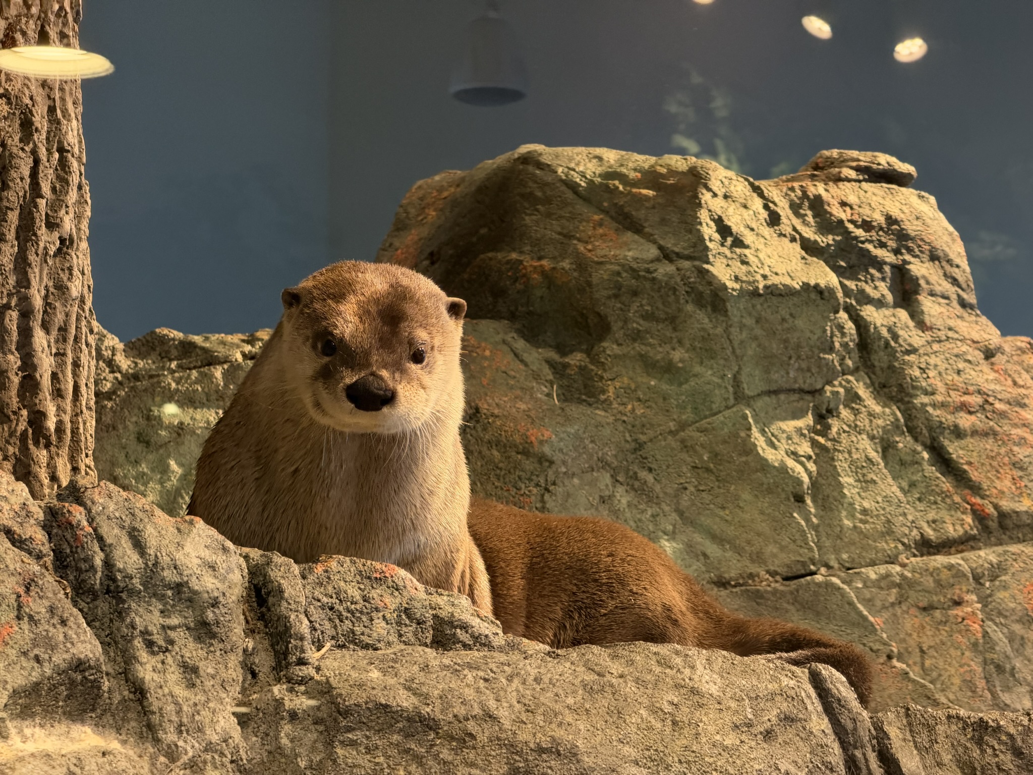 Aquarium of The Bay