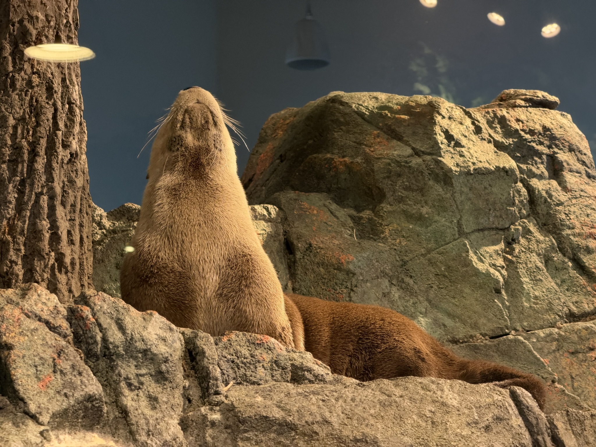 Aquarium of The Bay