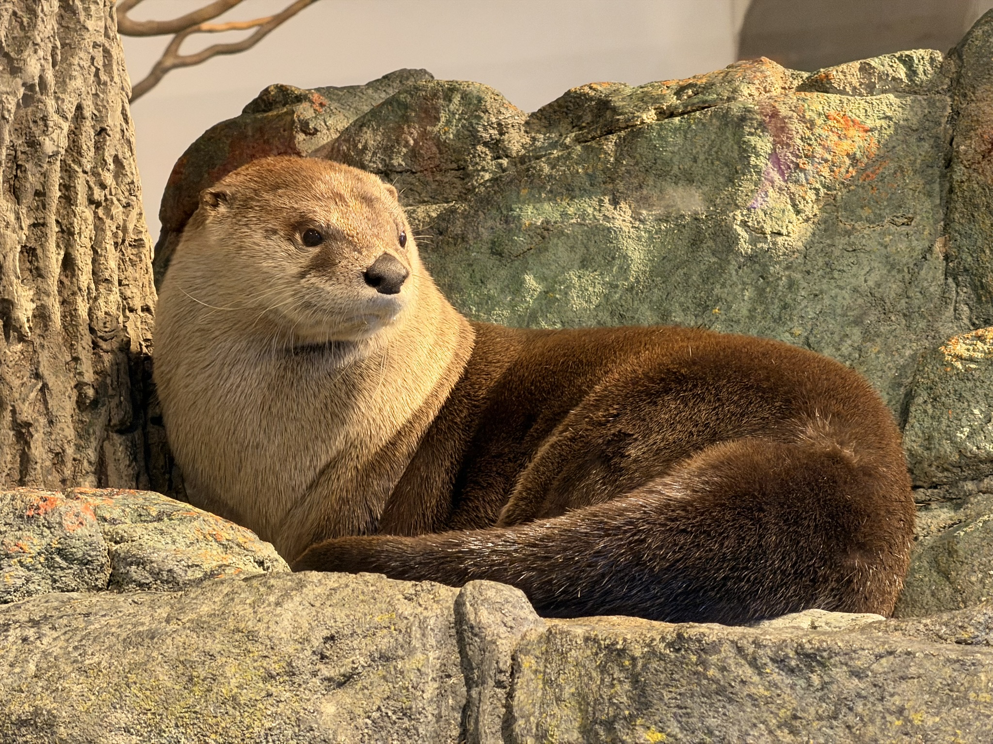 Aquarium of The Bay