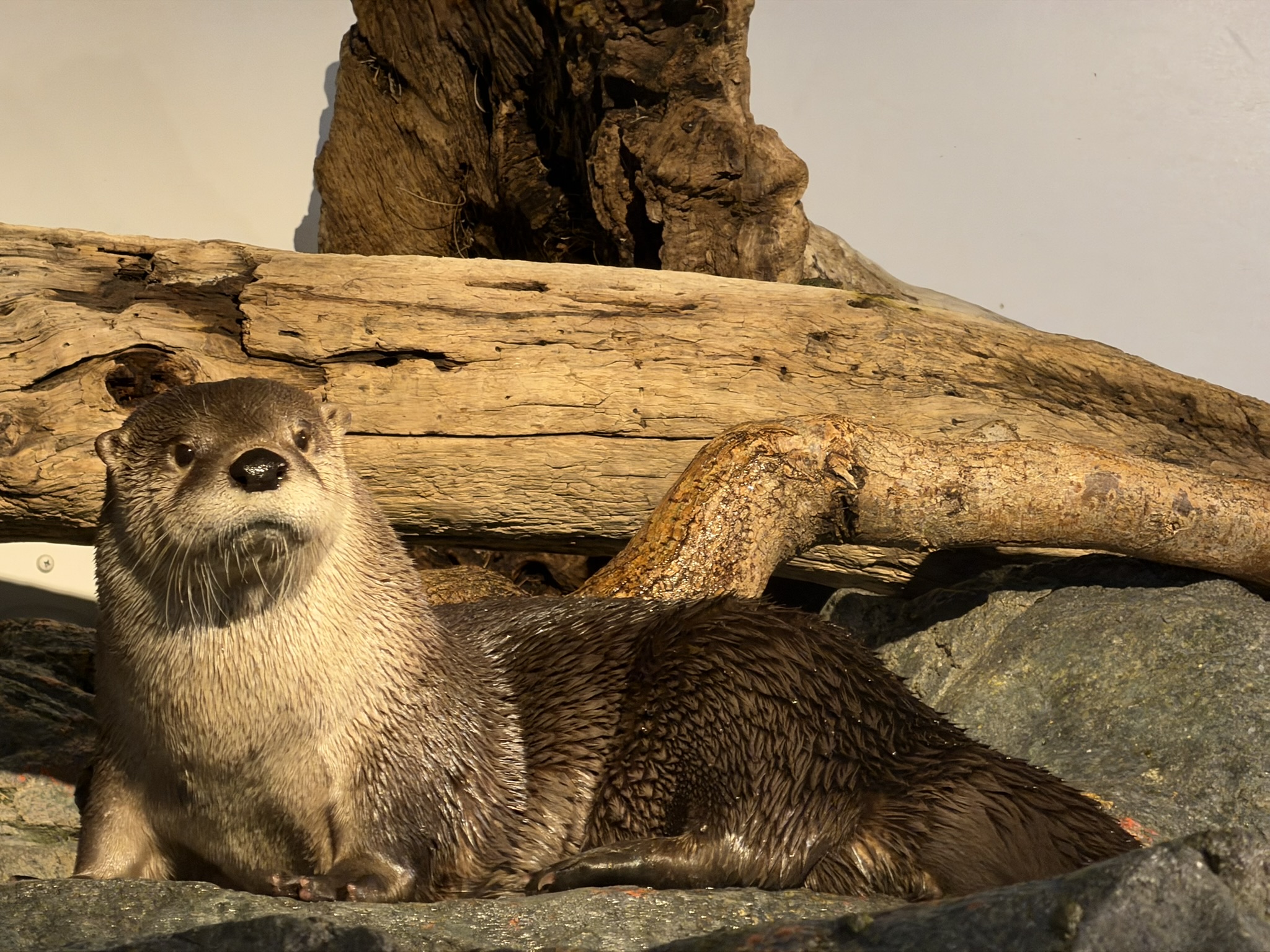 Aquarium of The Bay