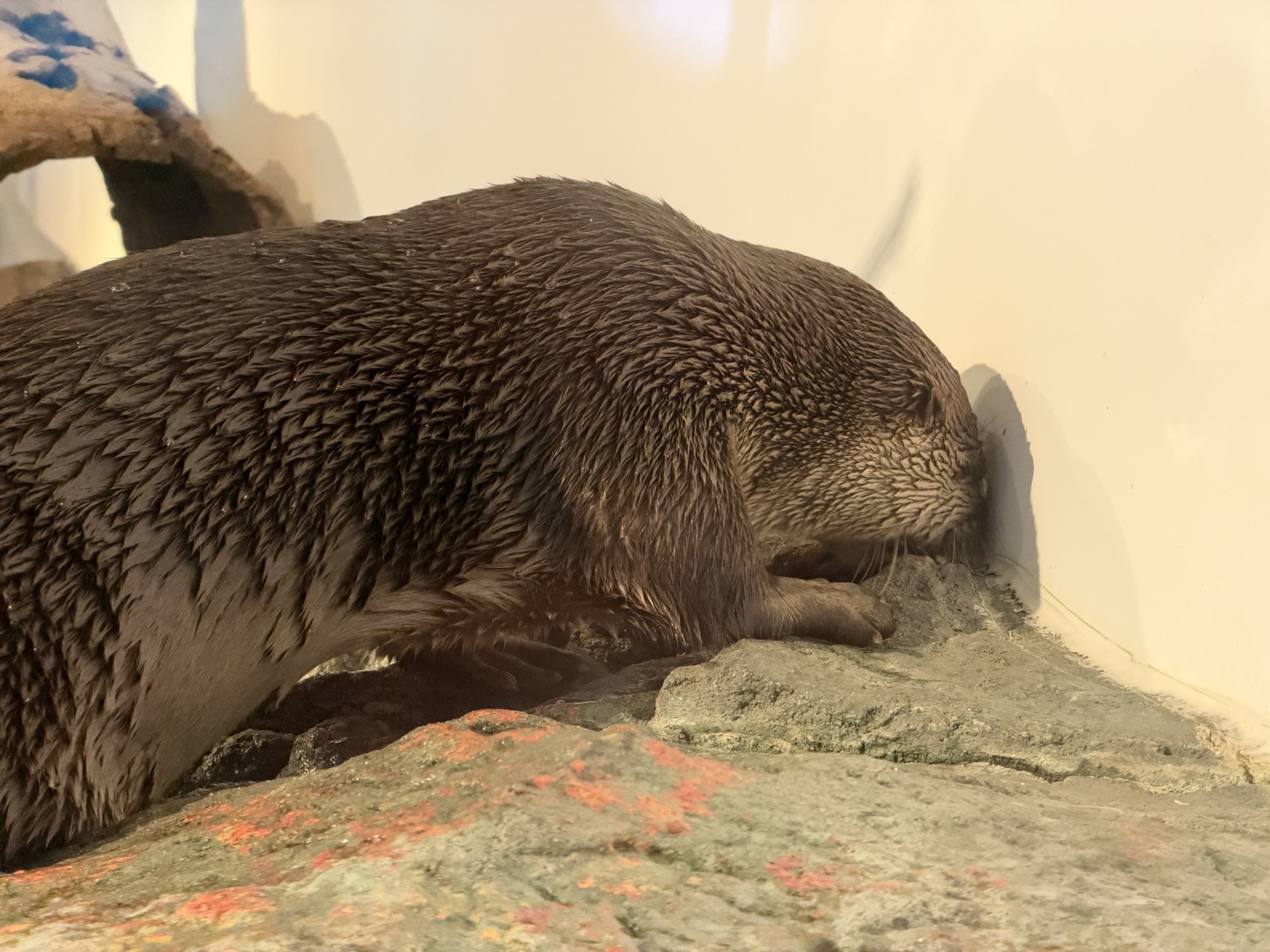 Aquarium of The Bay