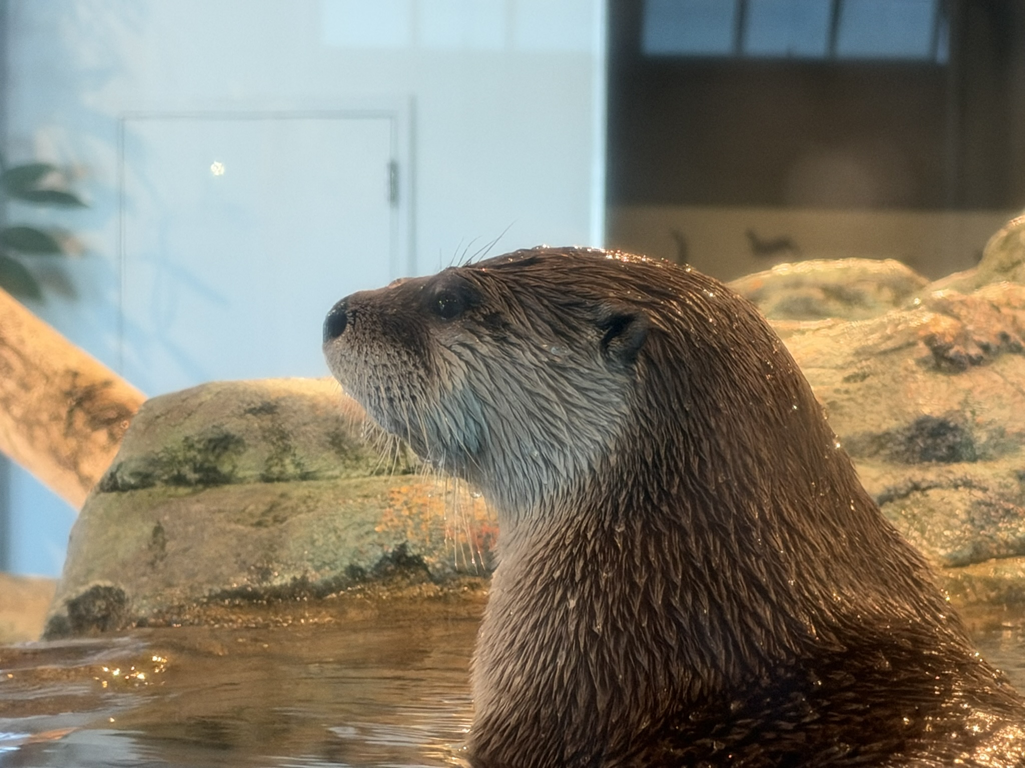 Aquarium of The Bay