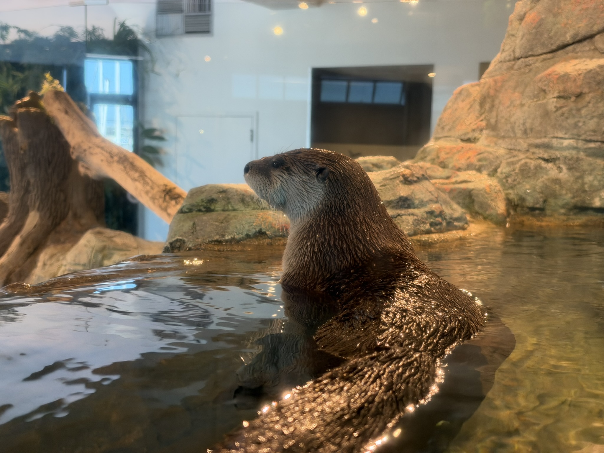 Aquarium of The Bay