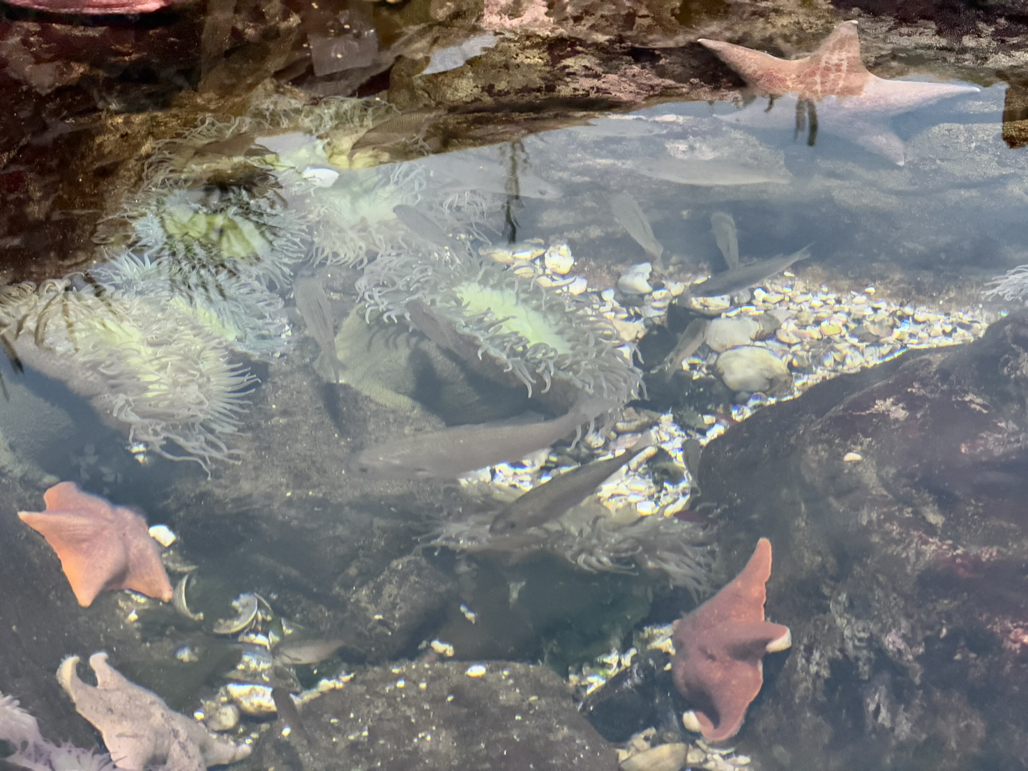 Aquarium of The Bay