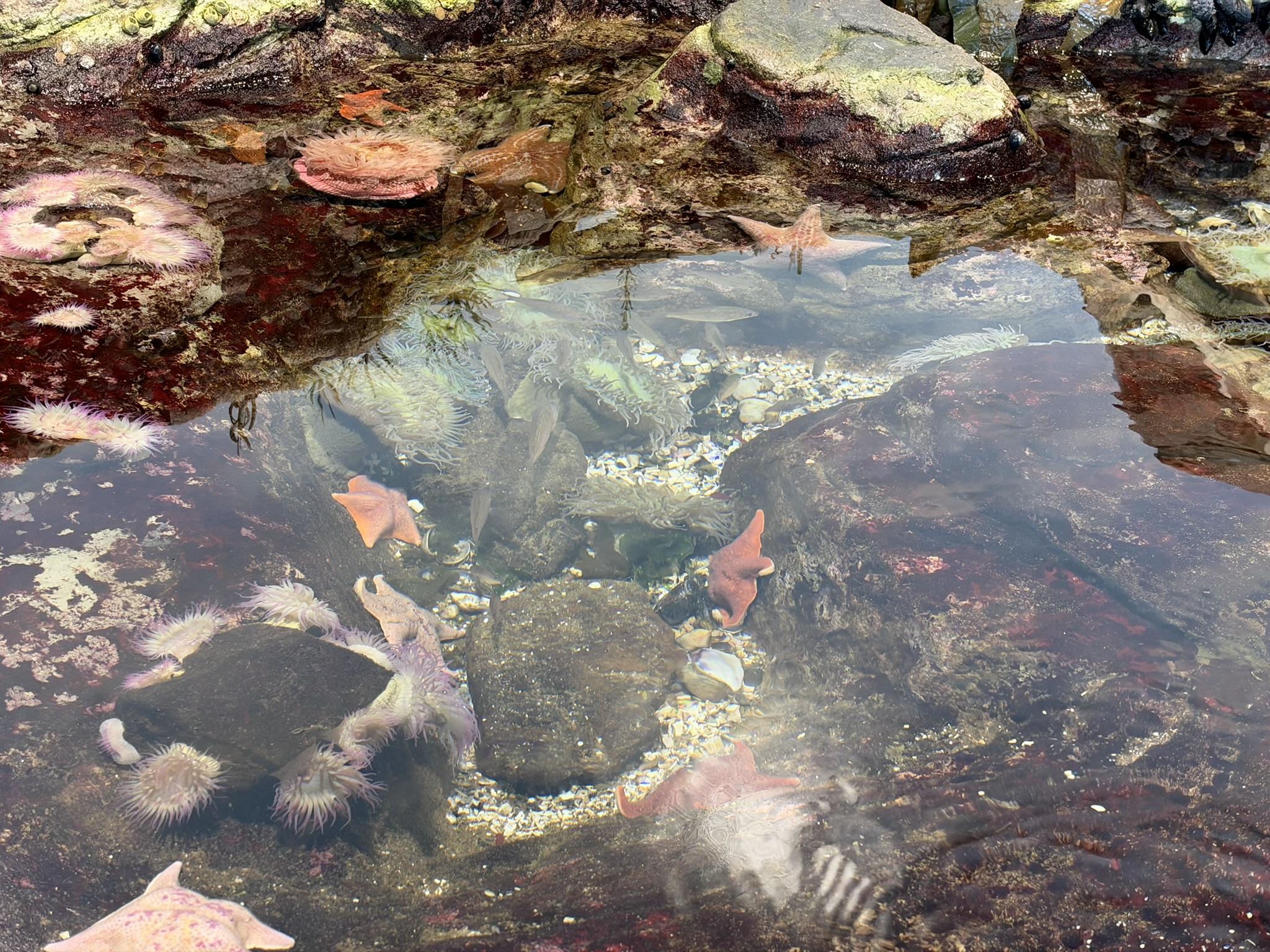 Aquarium of The Bay