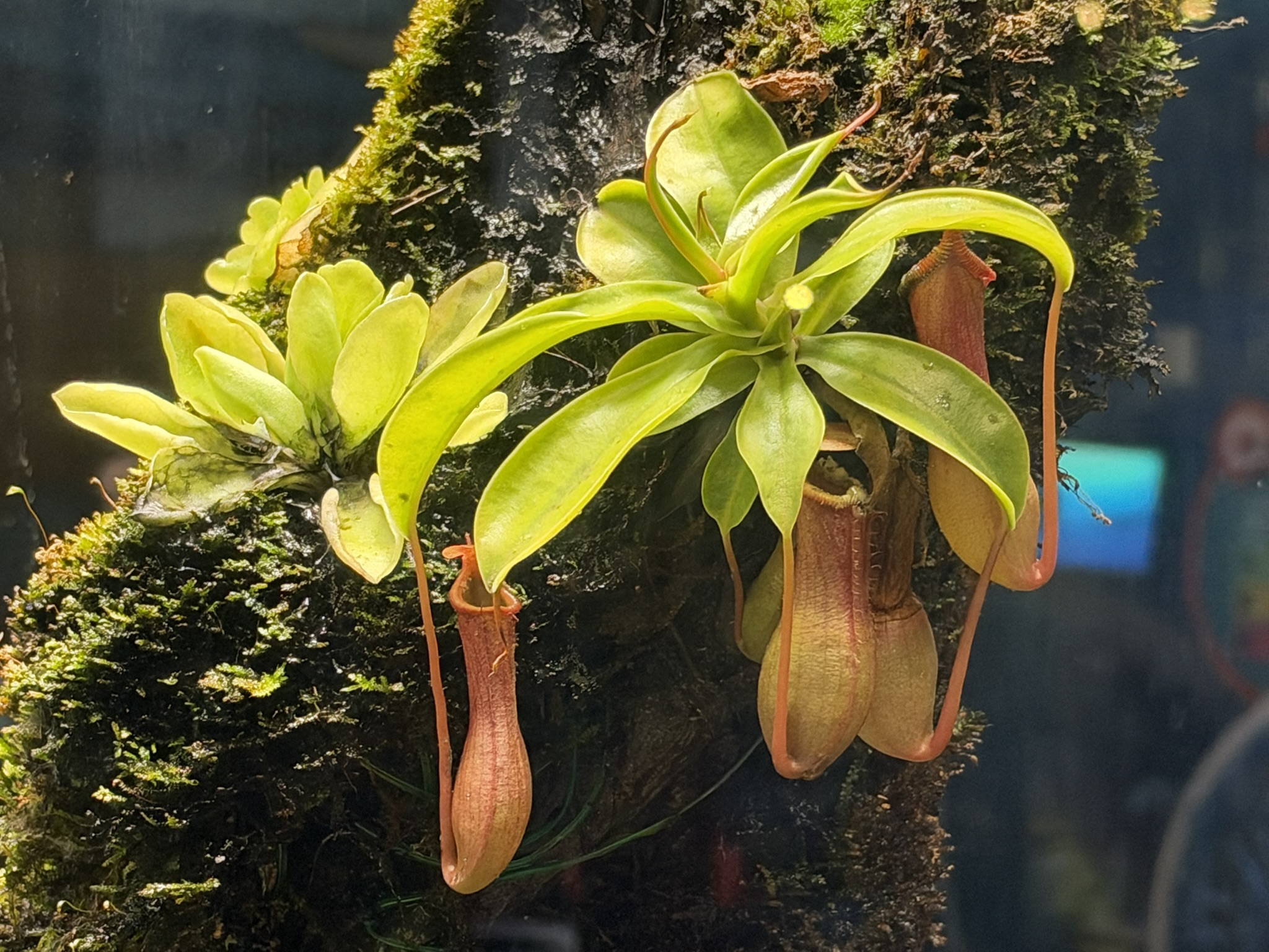 Aquarium of The Bay