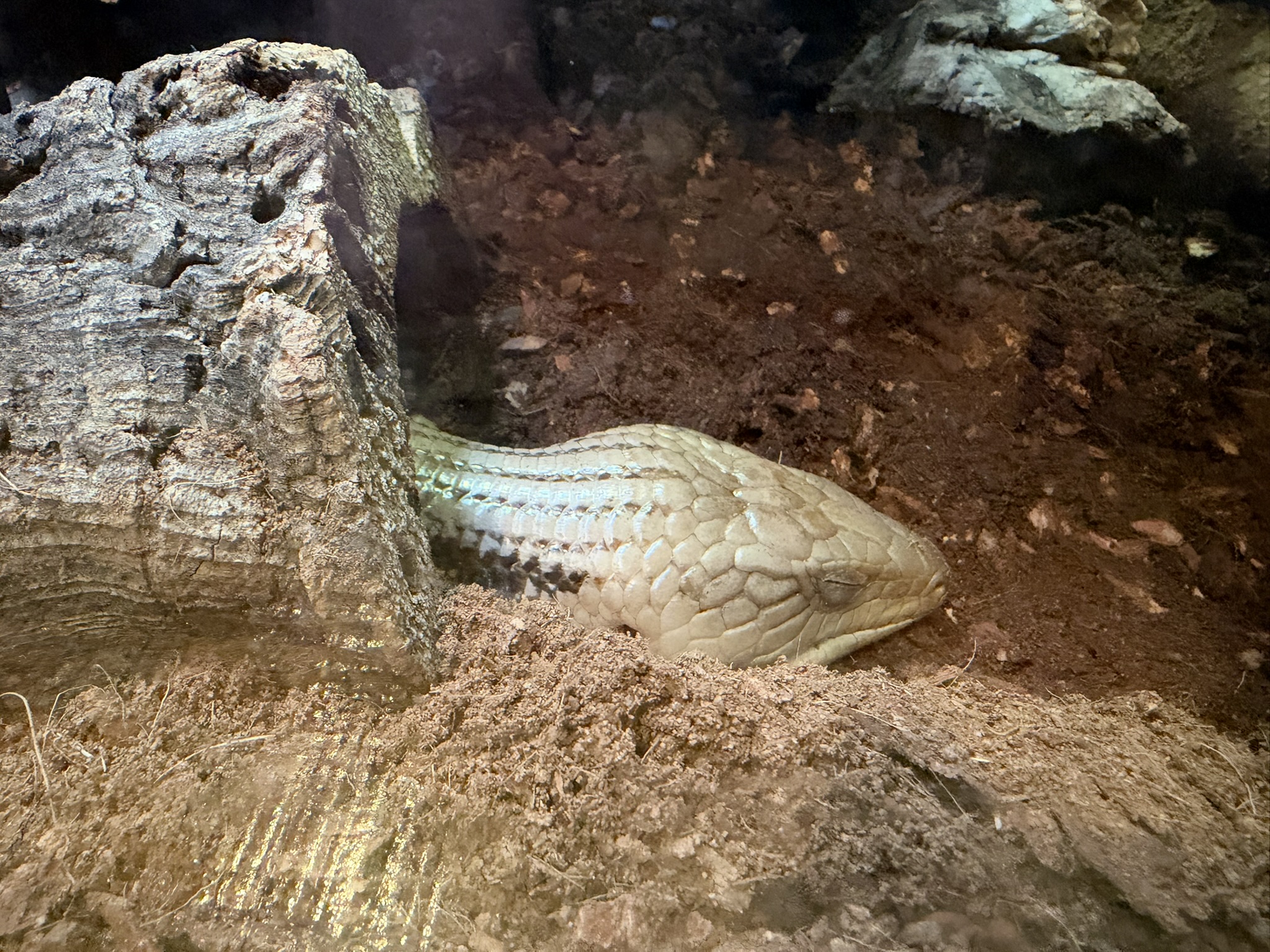Aquarium of The Bay