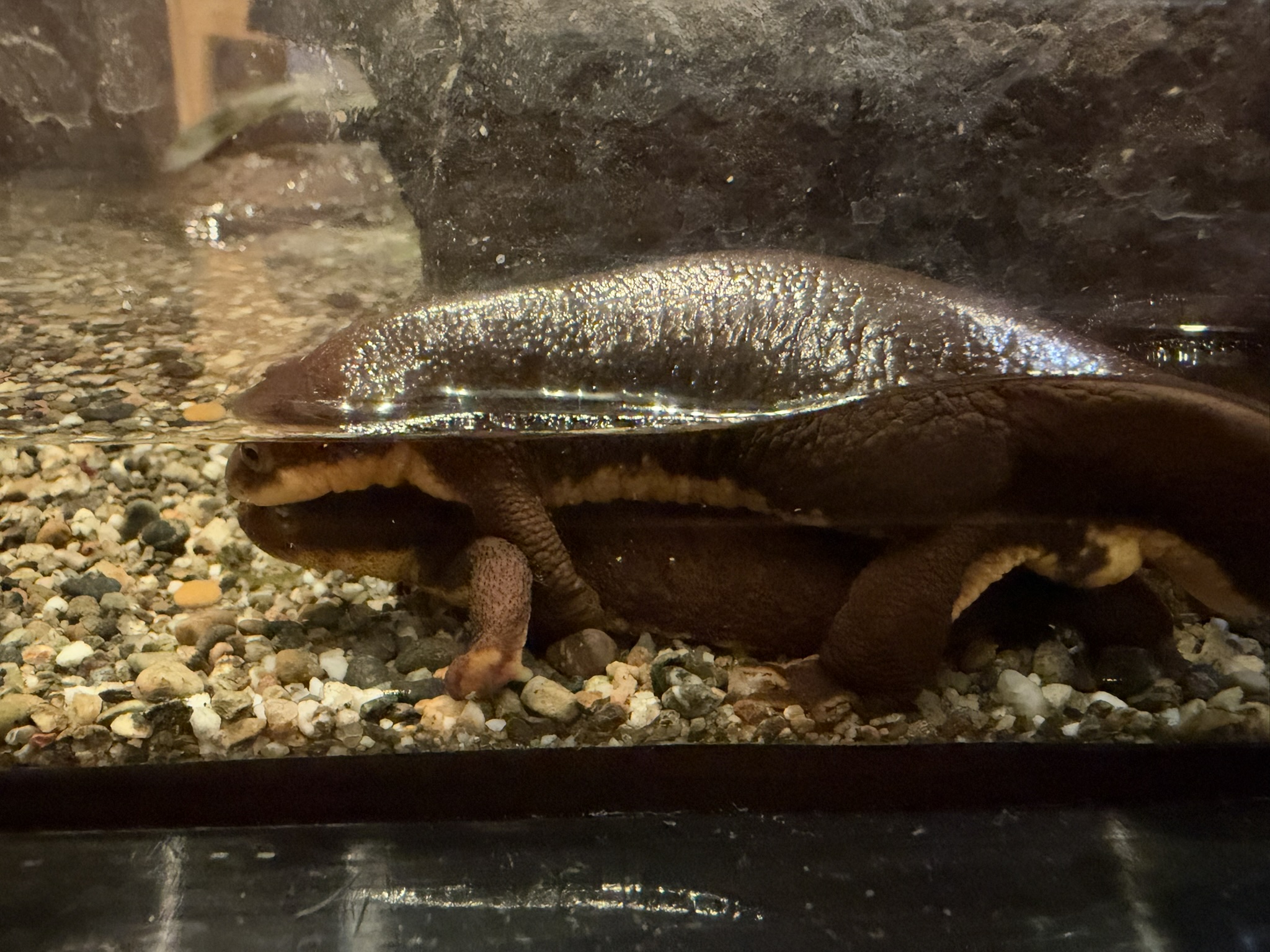 Aquarium of The Bay