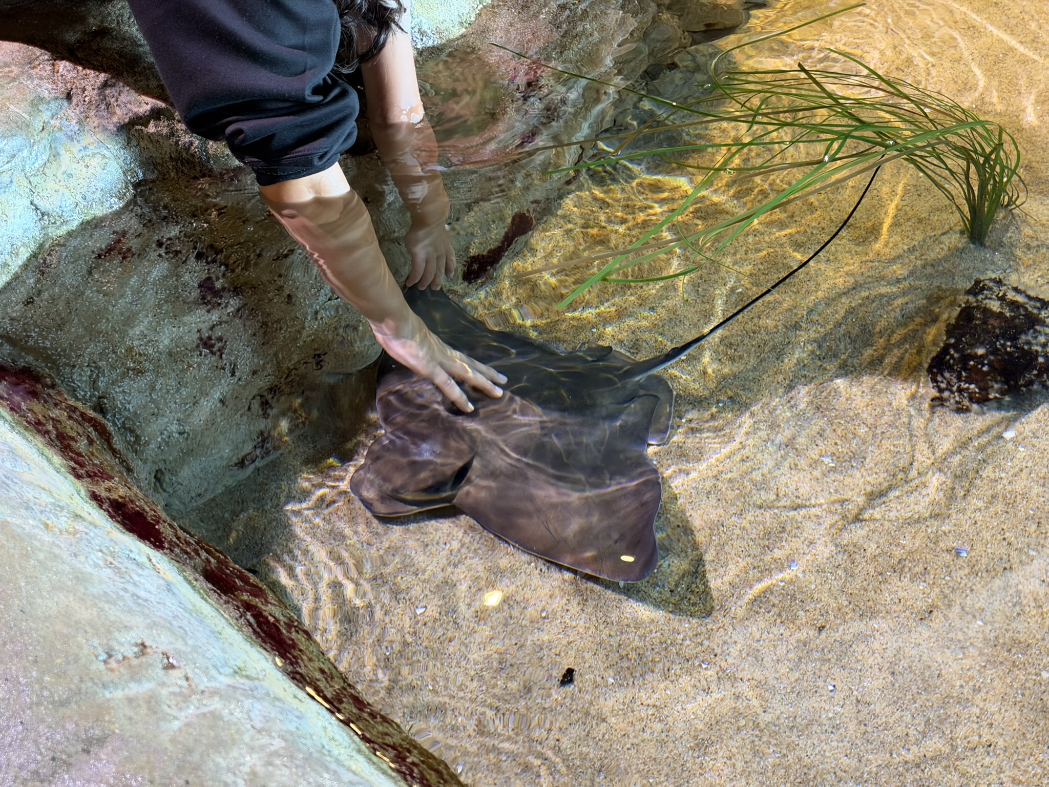 Aquarium of The Bay