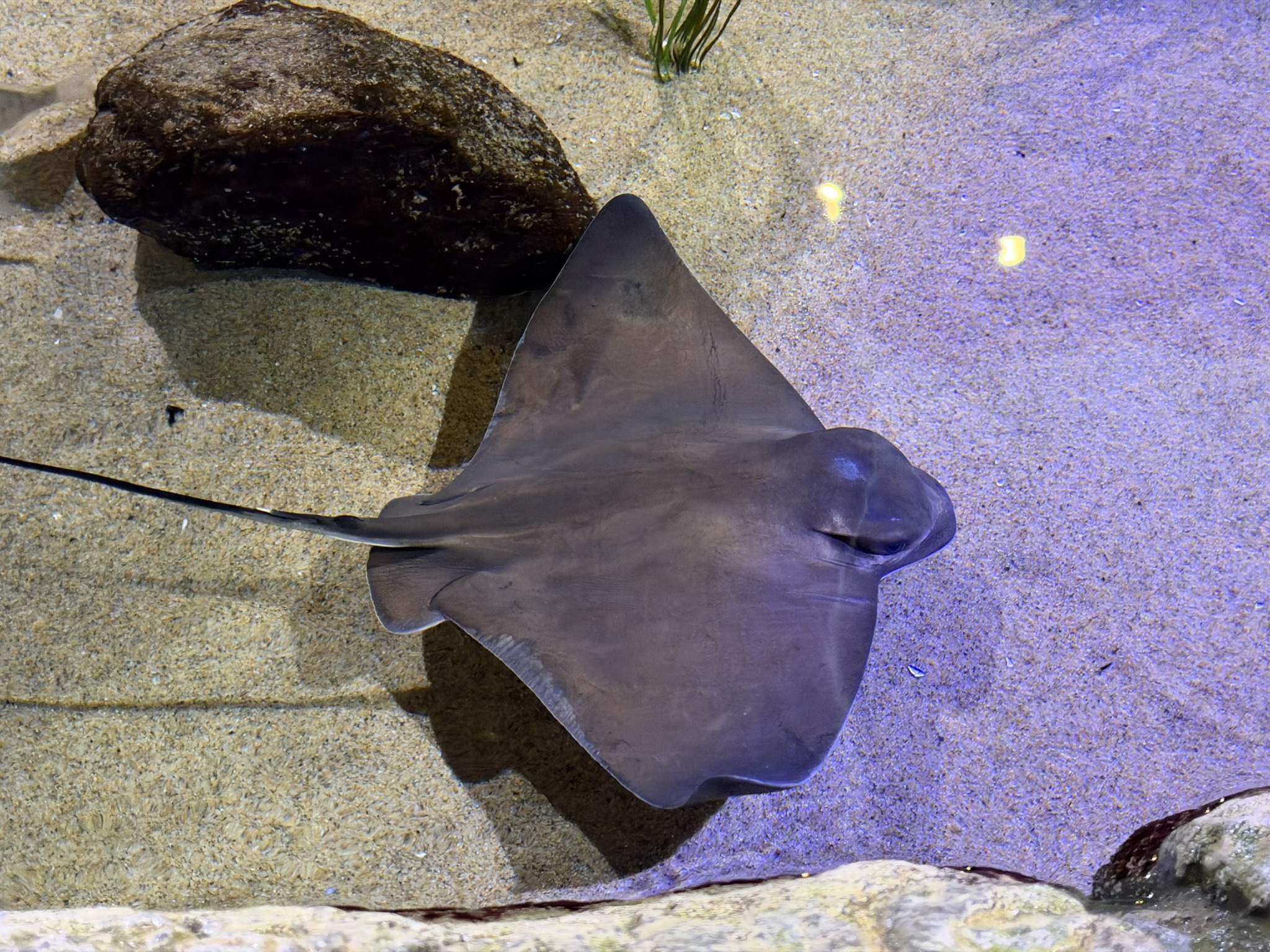 Aquarium of The Bay