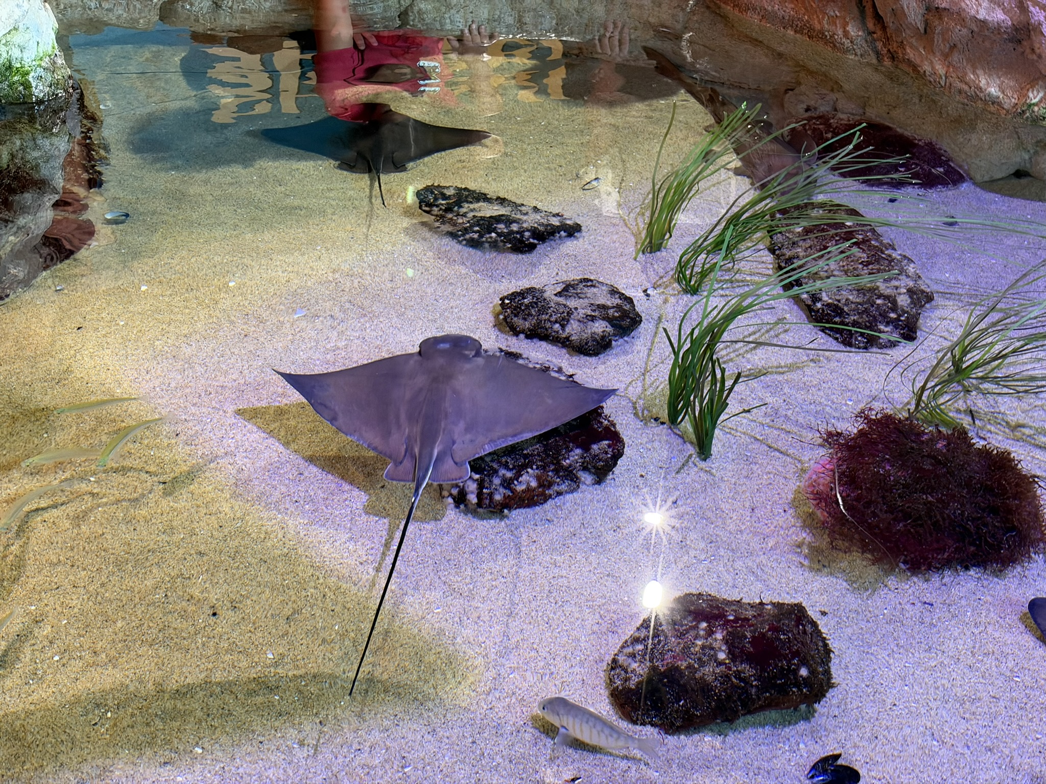 Aquarium of The Bay