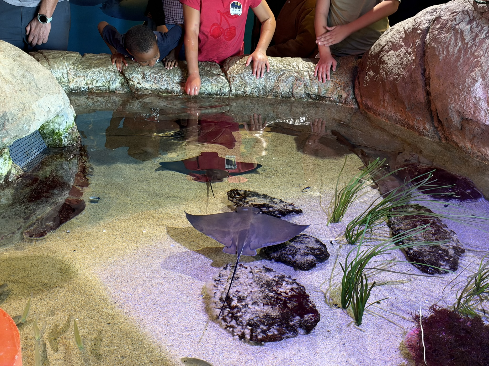 Aquarium of The Bay