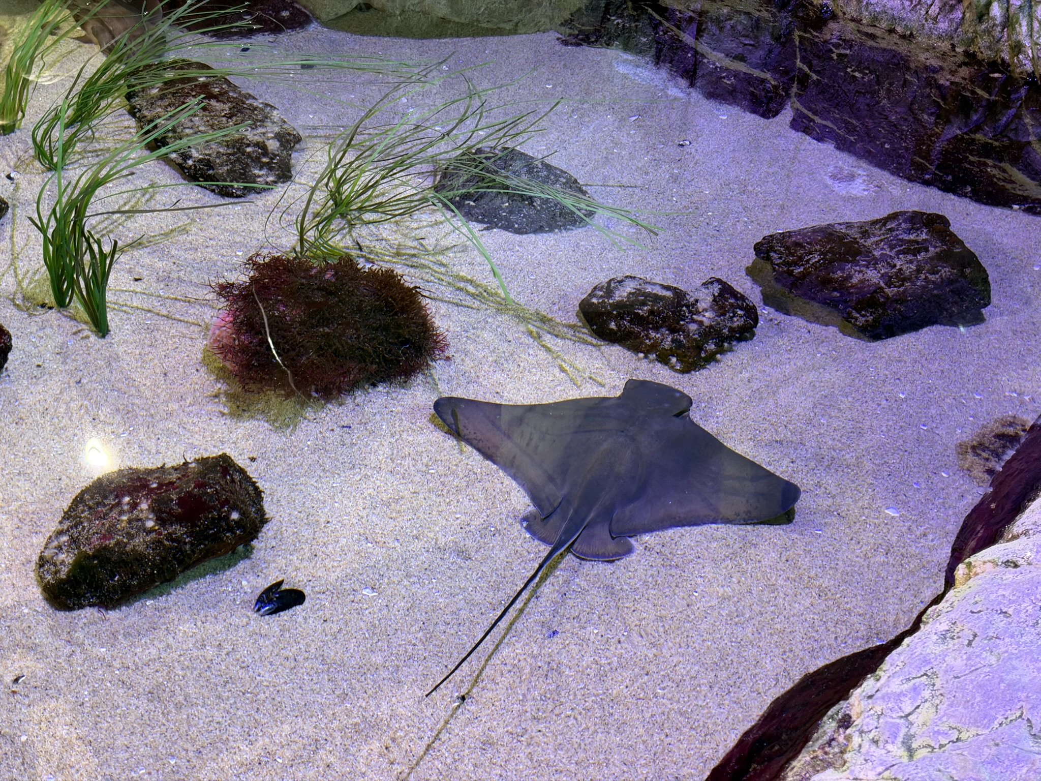 Aquarium of The Bay