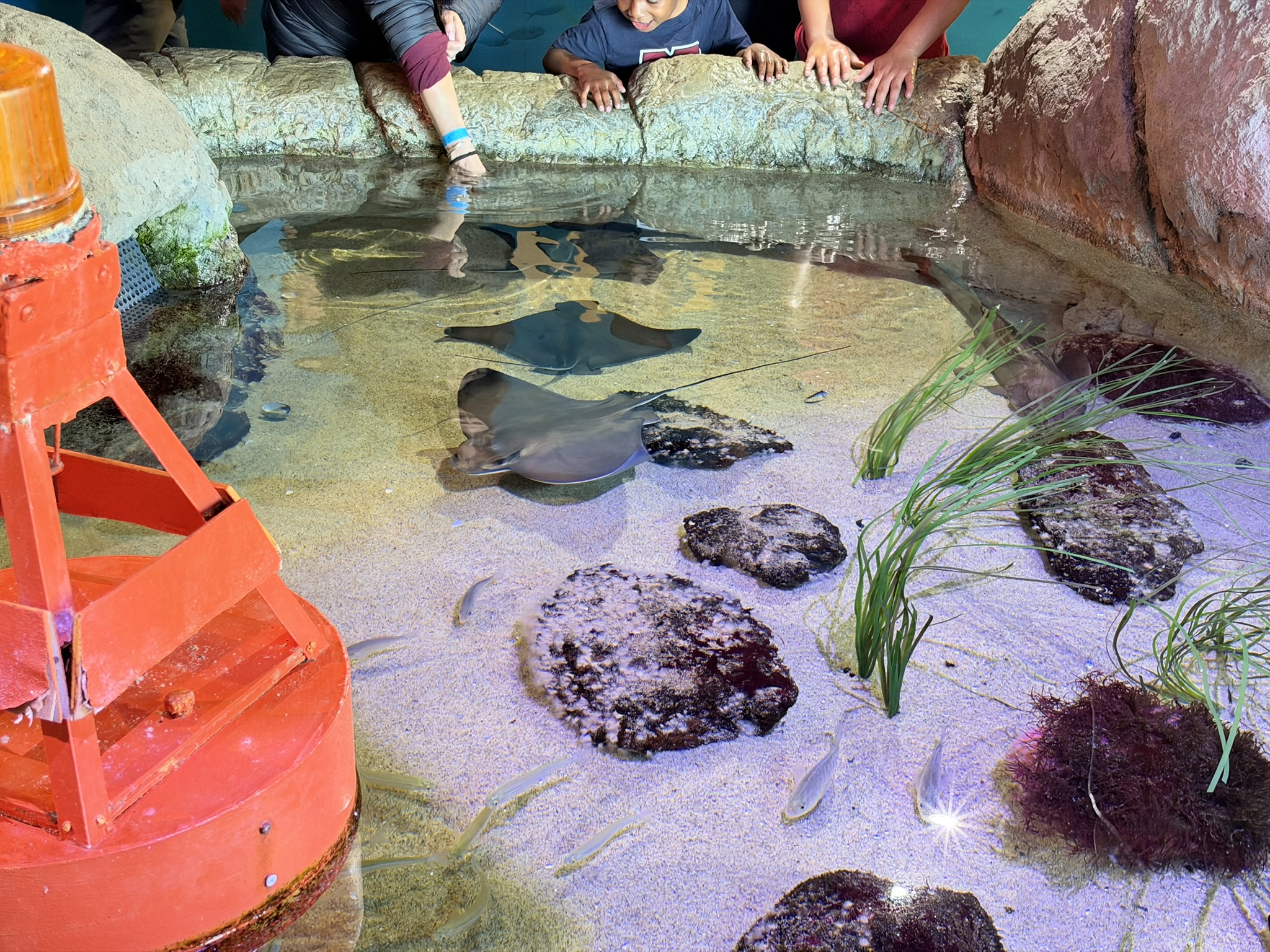 Aquarium of The Bay