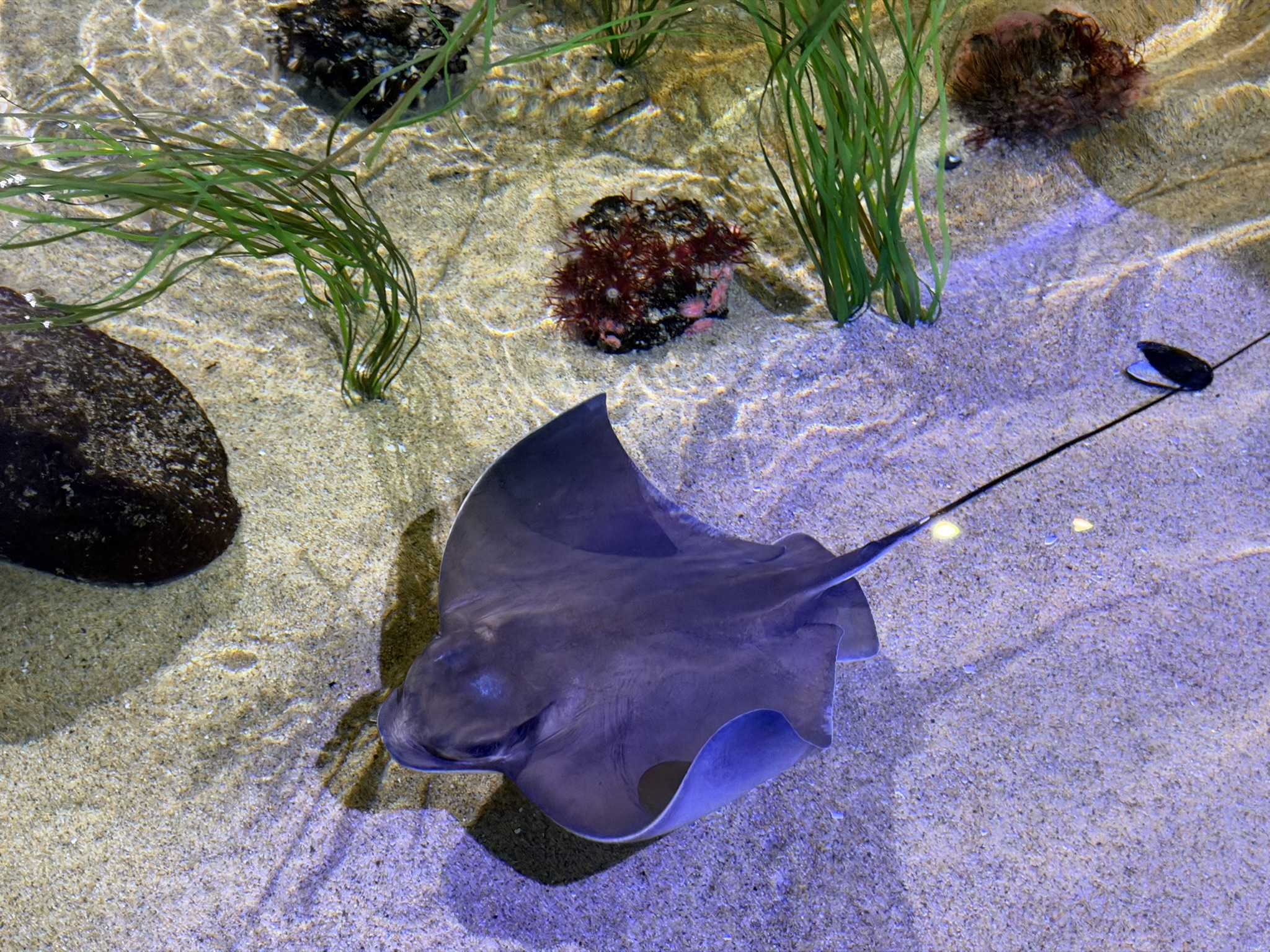 Bat Ray