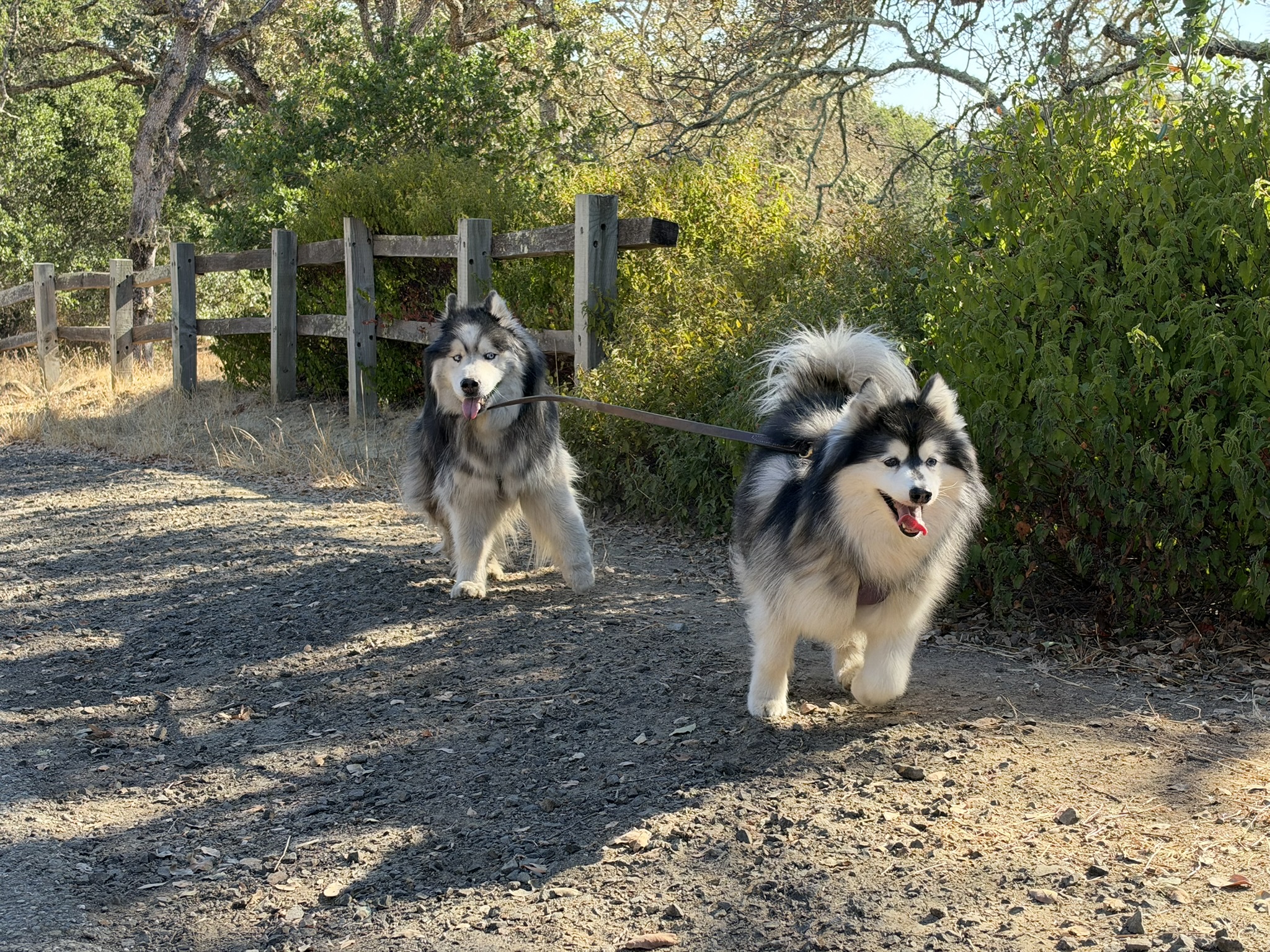 Teddy and Lummy