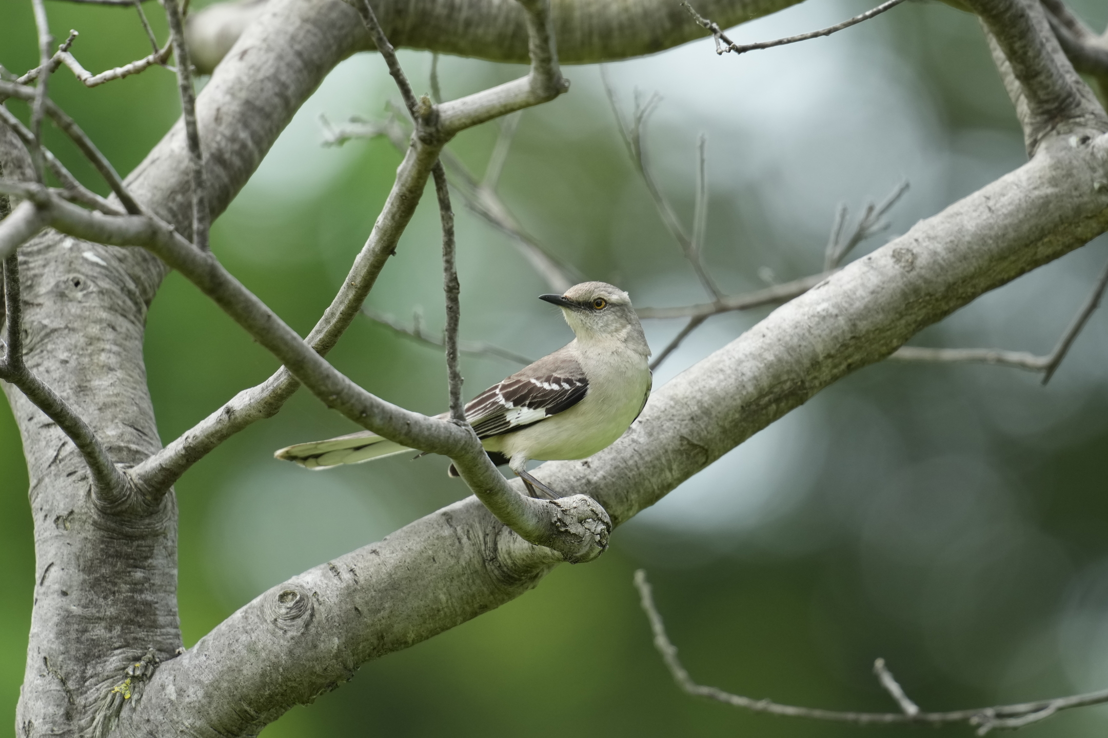 Northern Mockingbird