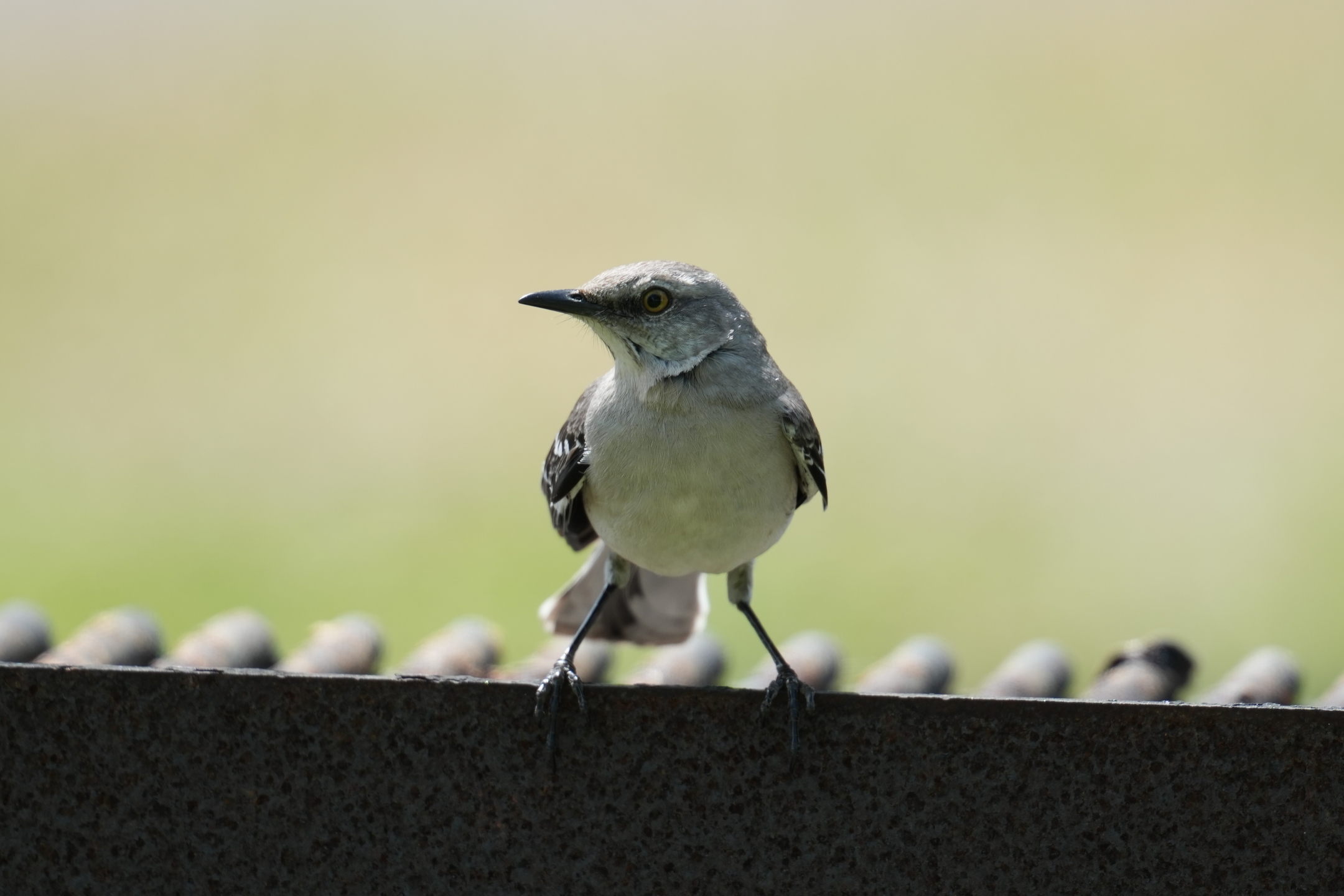 Northern Mockingbird