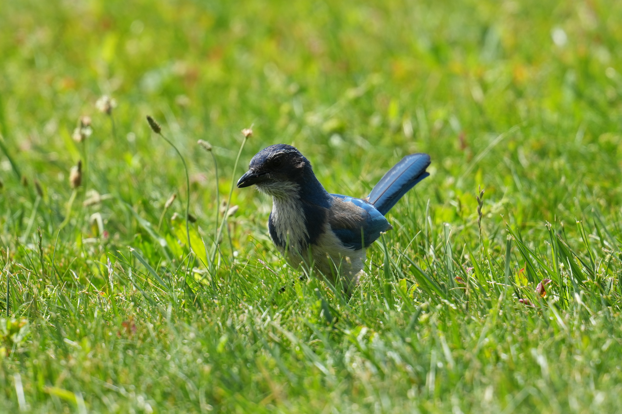 California Scrub-Jay