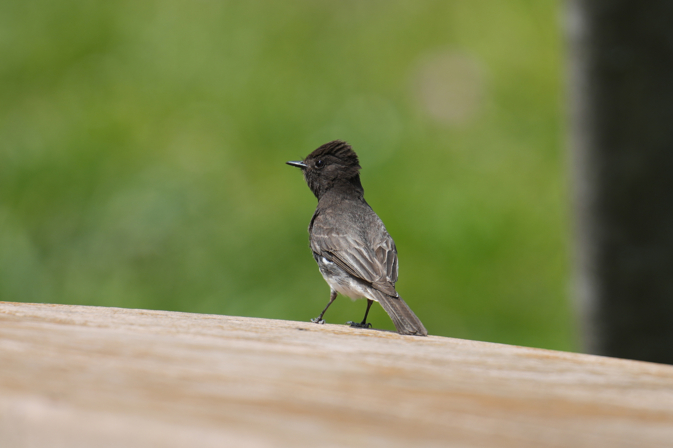 Black Phoebe