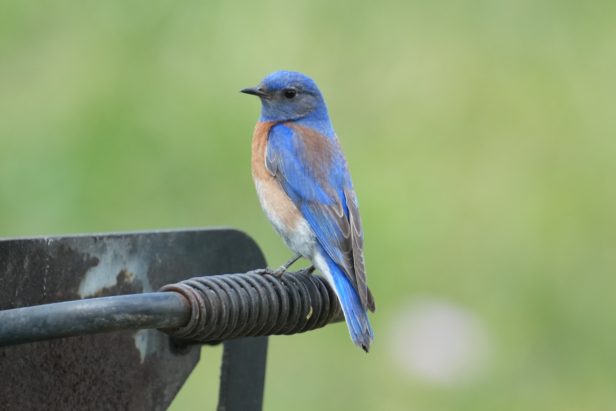 Western Bluebird