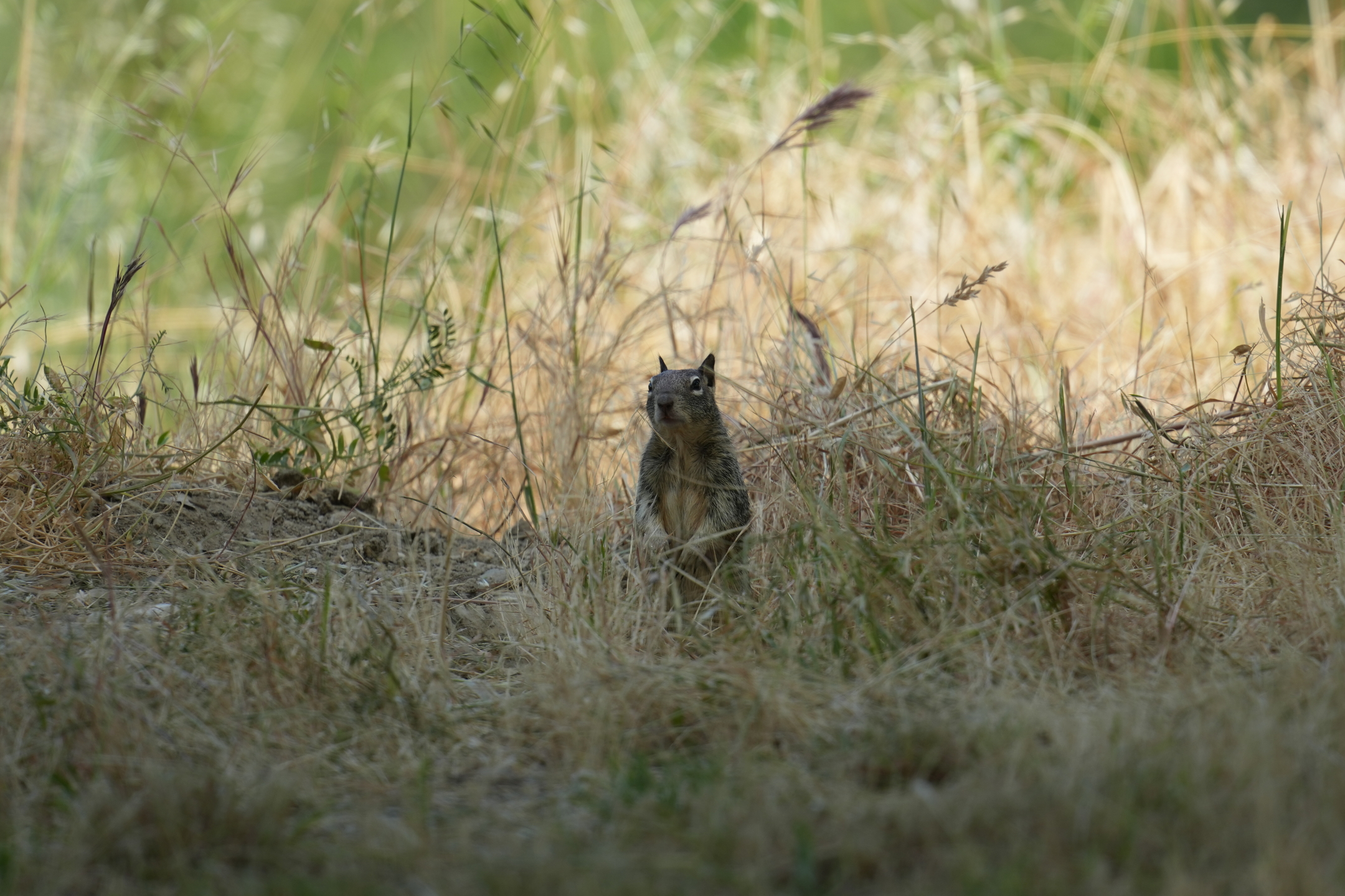 California Ground Squirrel