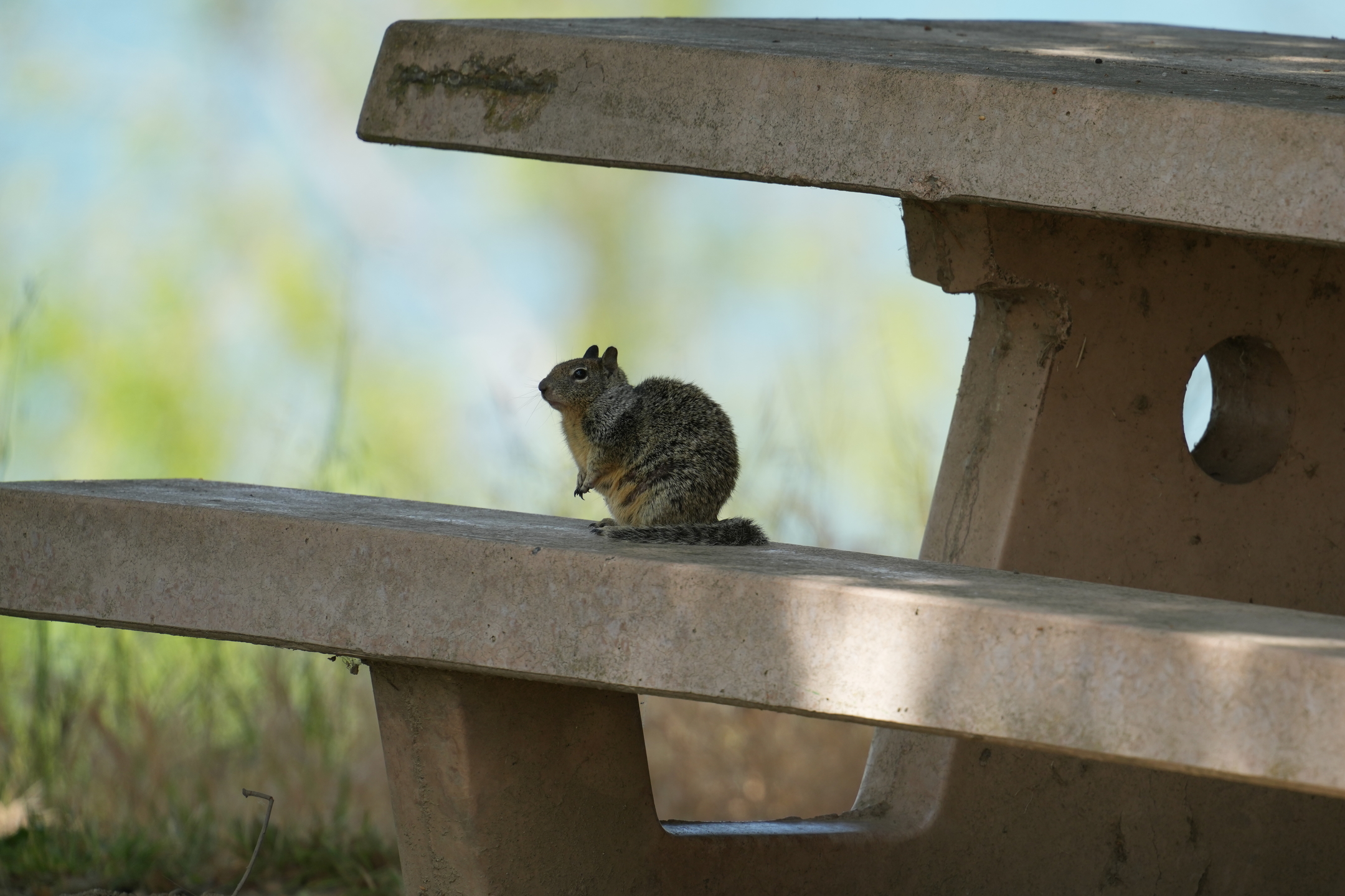 California Ground Squirrel