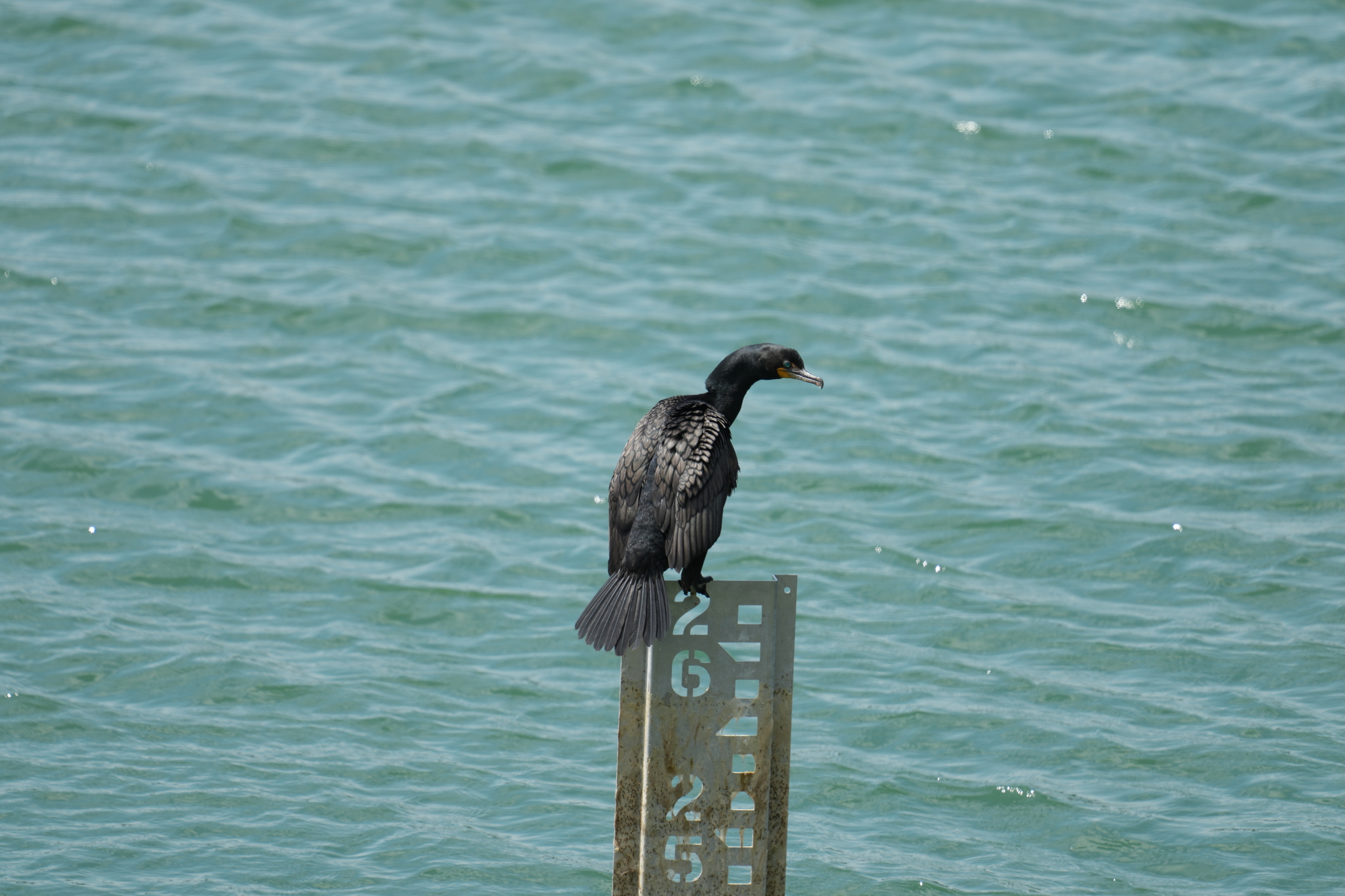 Double-Crested Cormorant