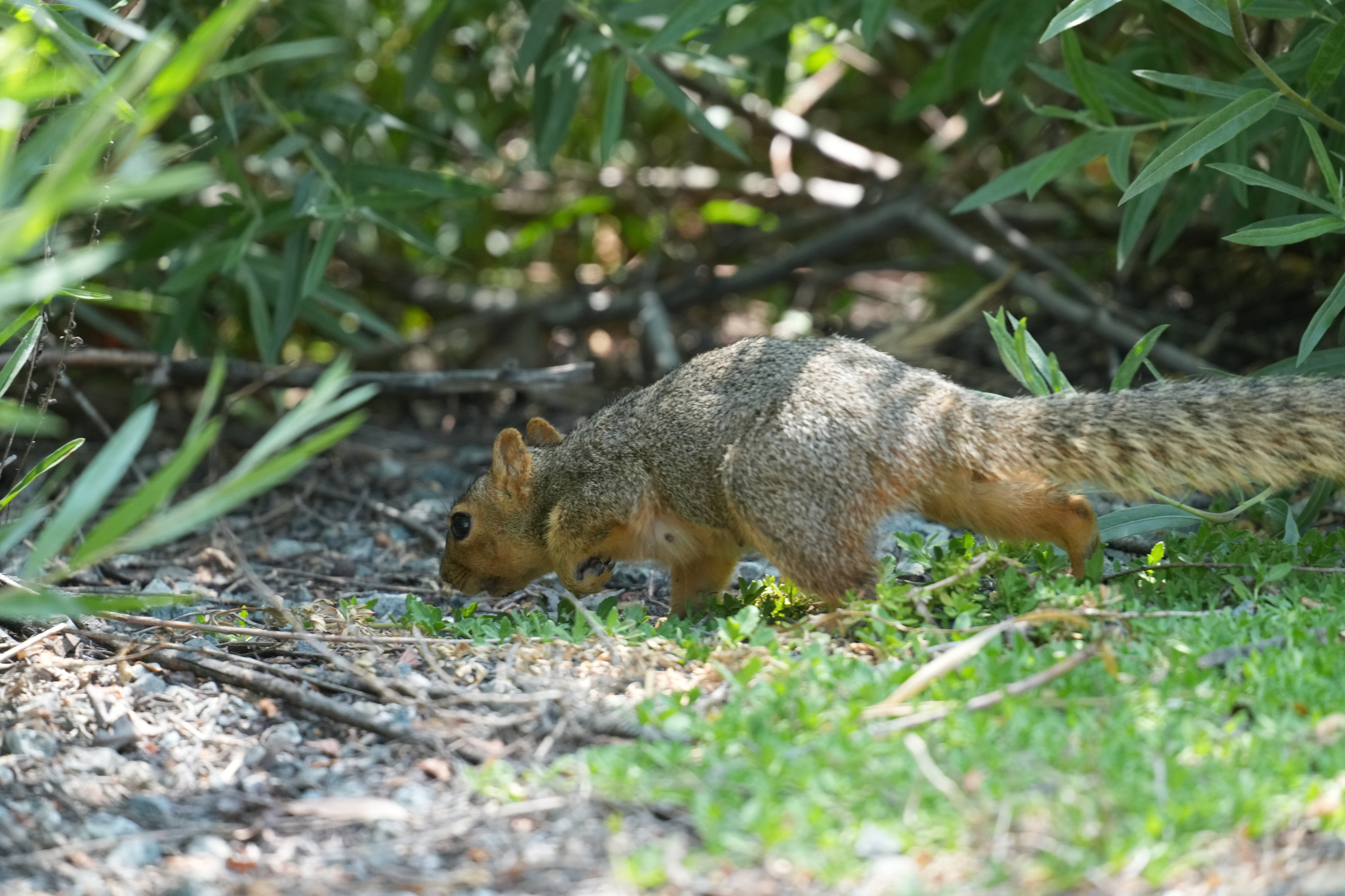 Fox Squirrel