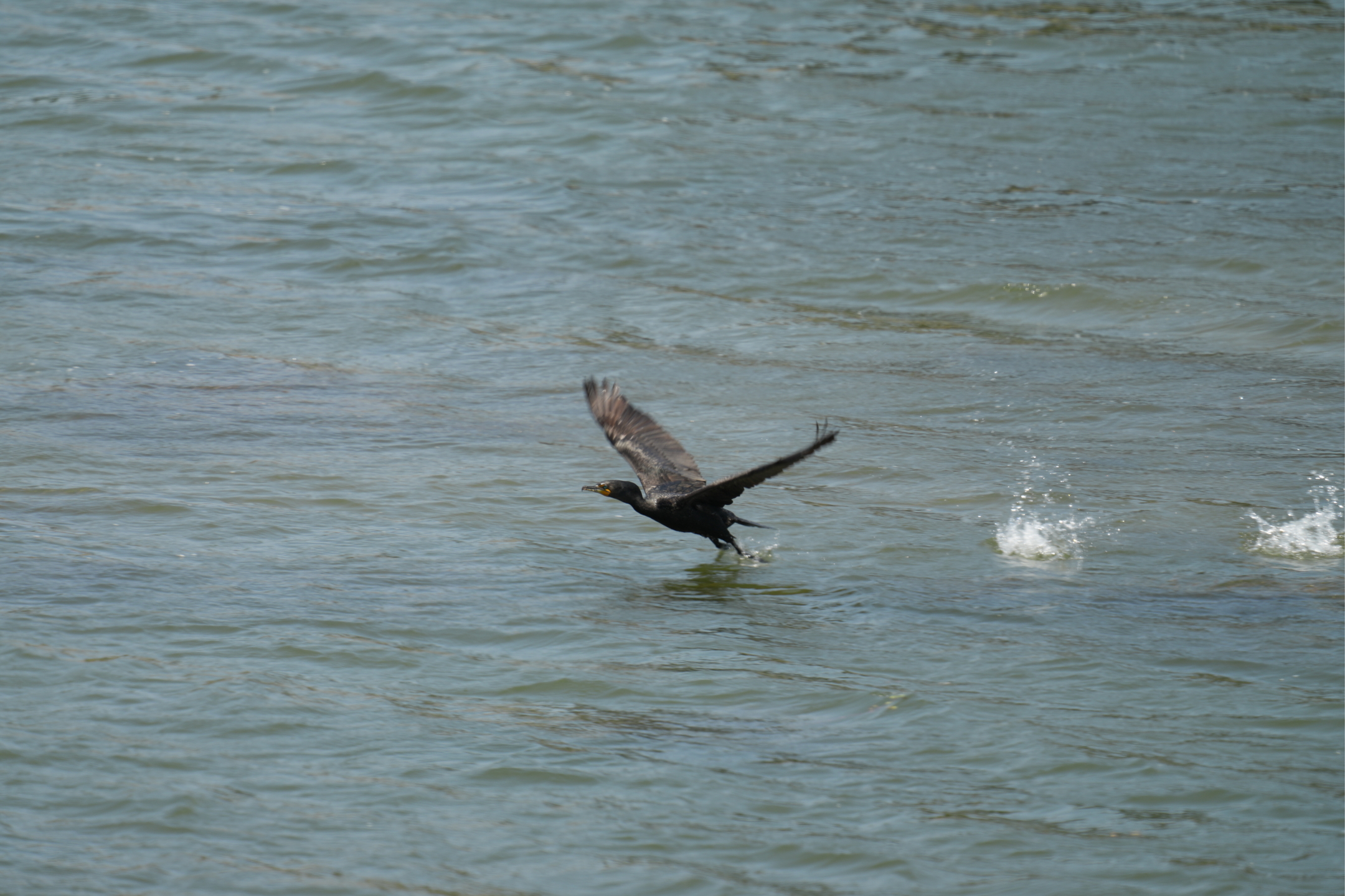 Double-Crested Cormorant
