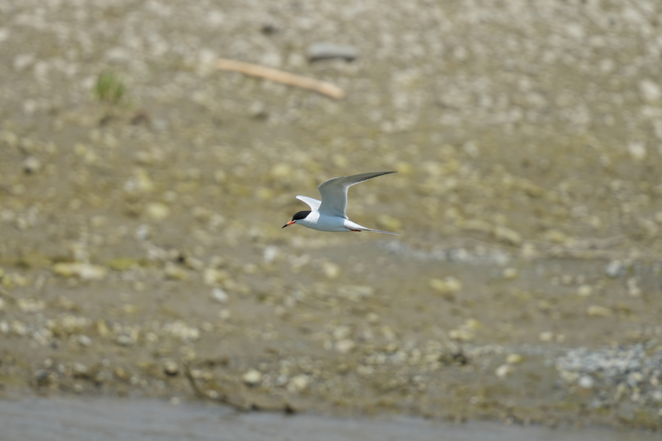 Common Tern