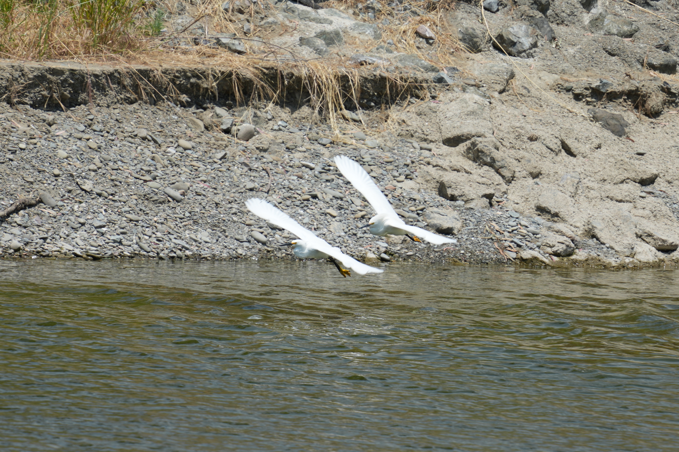 Snowy Egret Defending Breeding Area